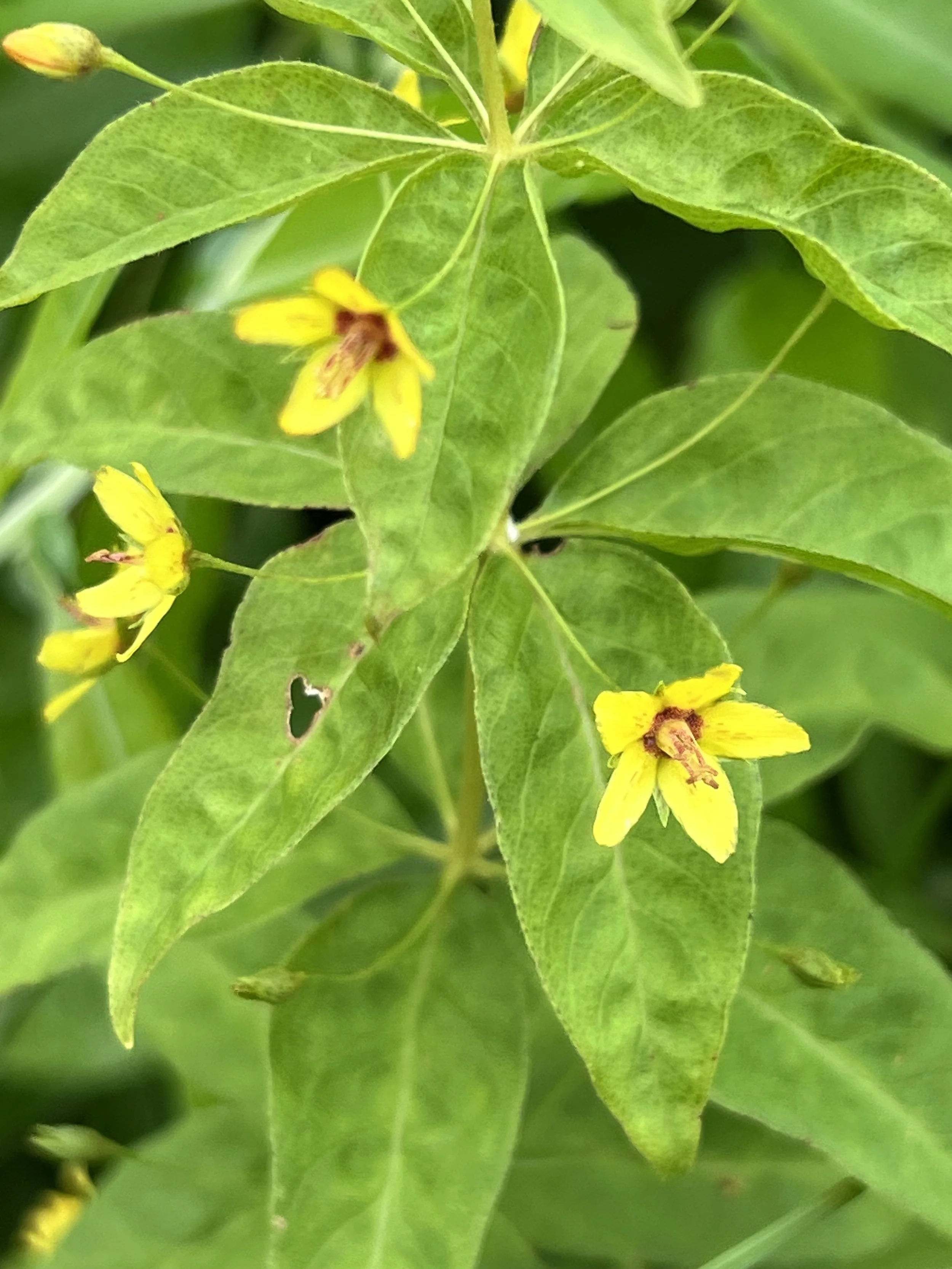 Whorled Loosestrife (Lysimachia quadrifolia) has whorls of usually four leaves (but sometimes 2-6).  The flowers grow out of the leaf axils and are yellow with red centers.
