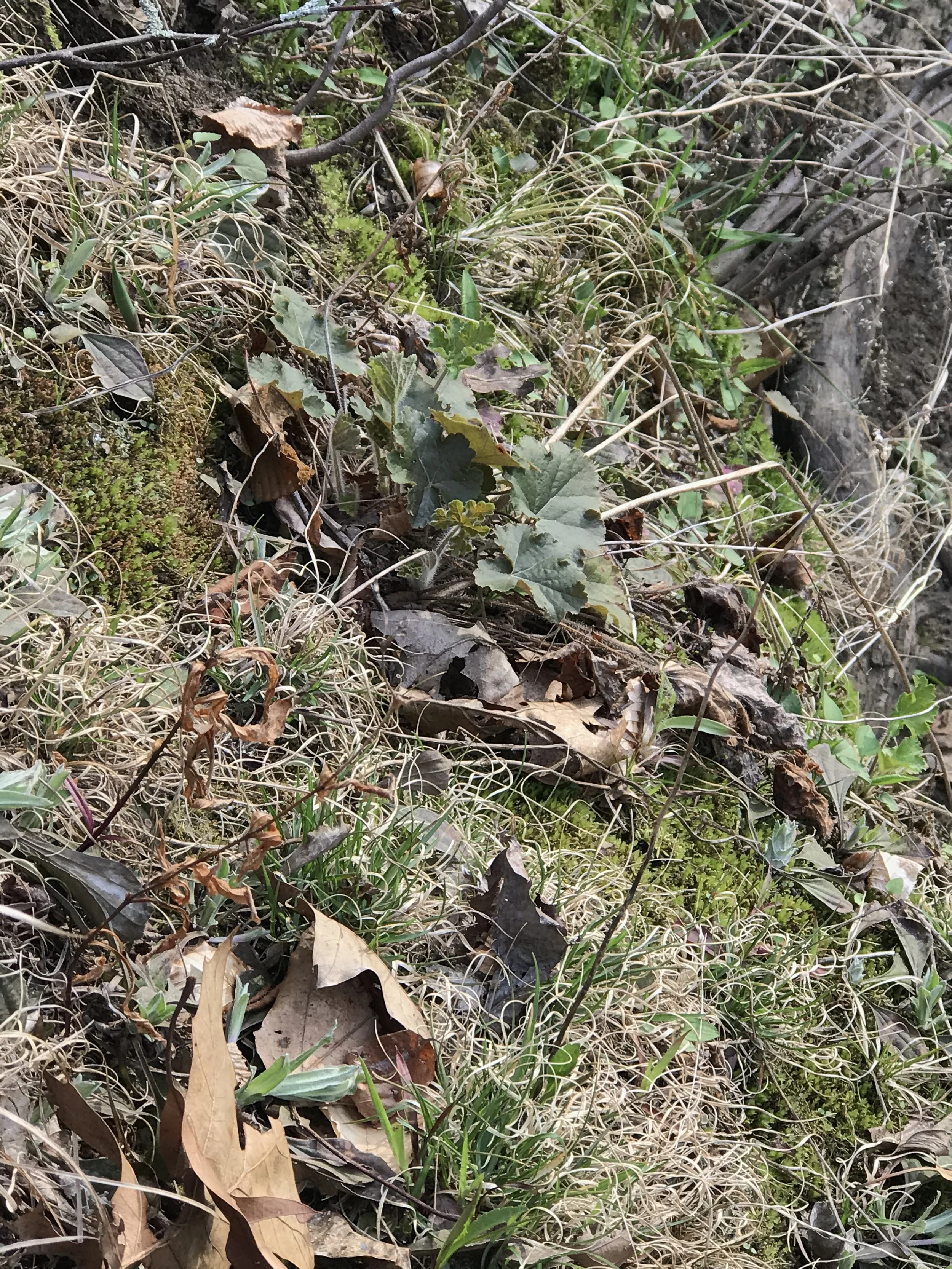 Prairie Alum Root is on a hillside prairie in Ingham County Michigan.