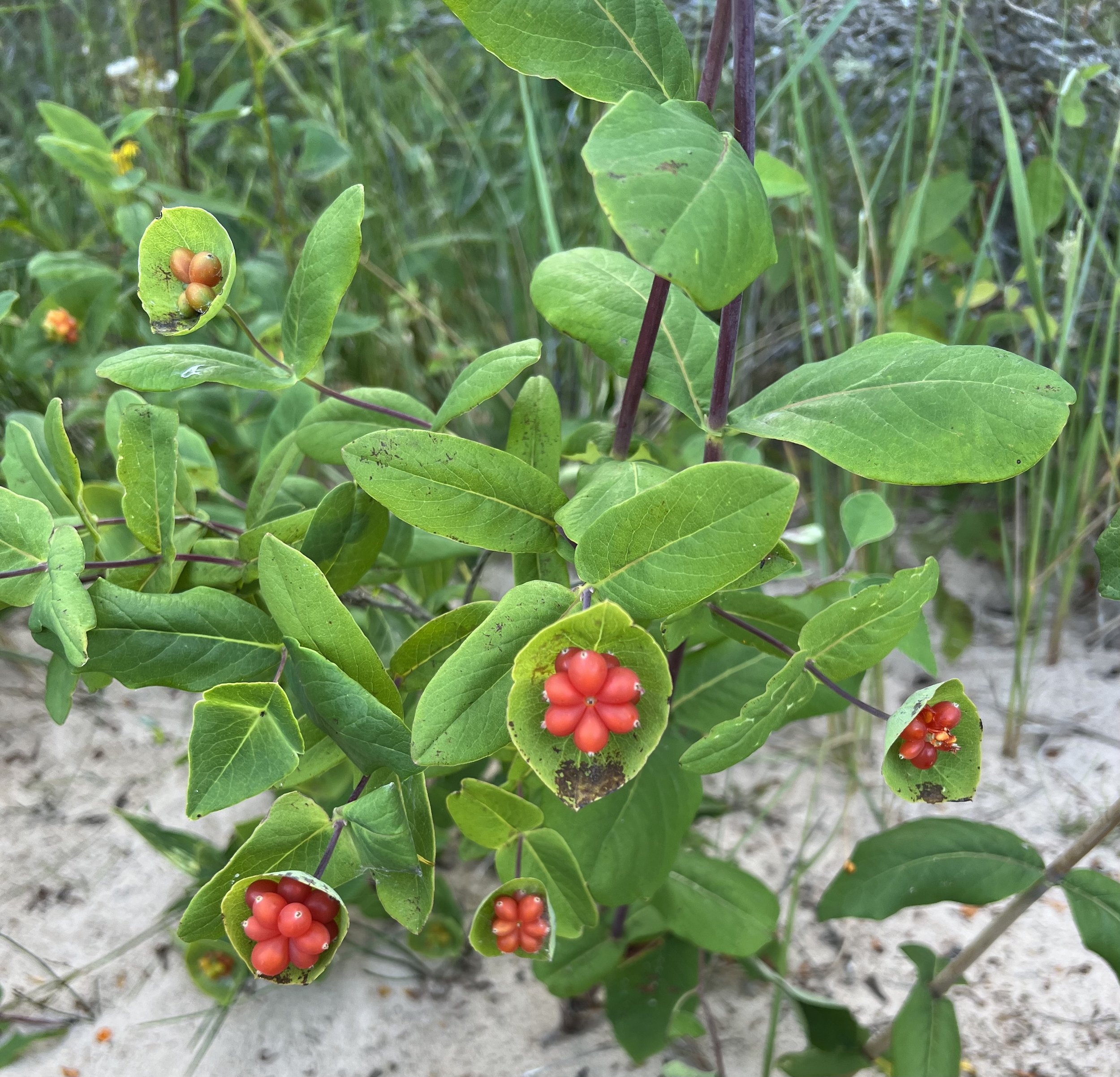 Red Honeysuckle (Lonicera dioica)