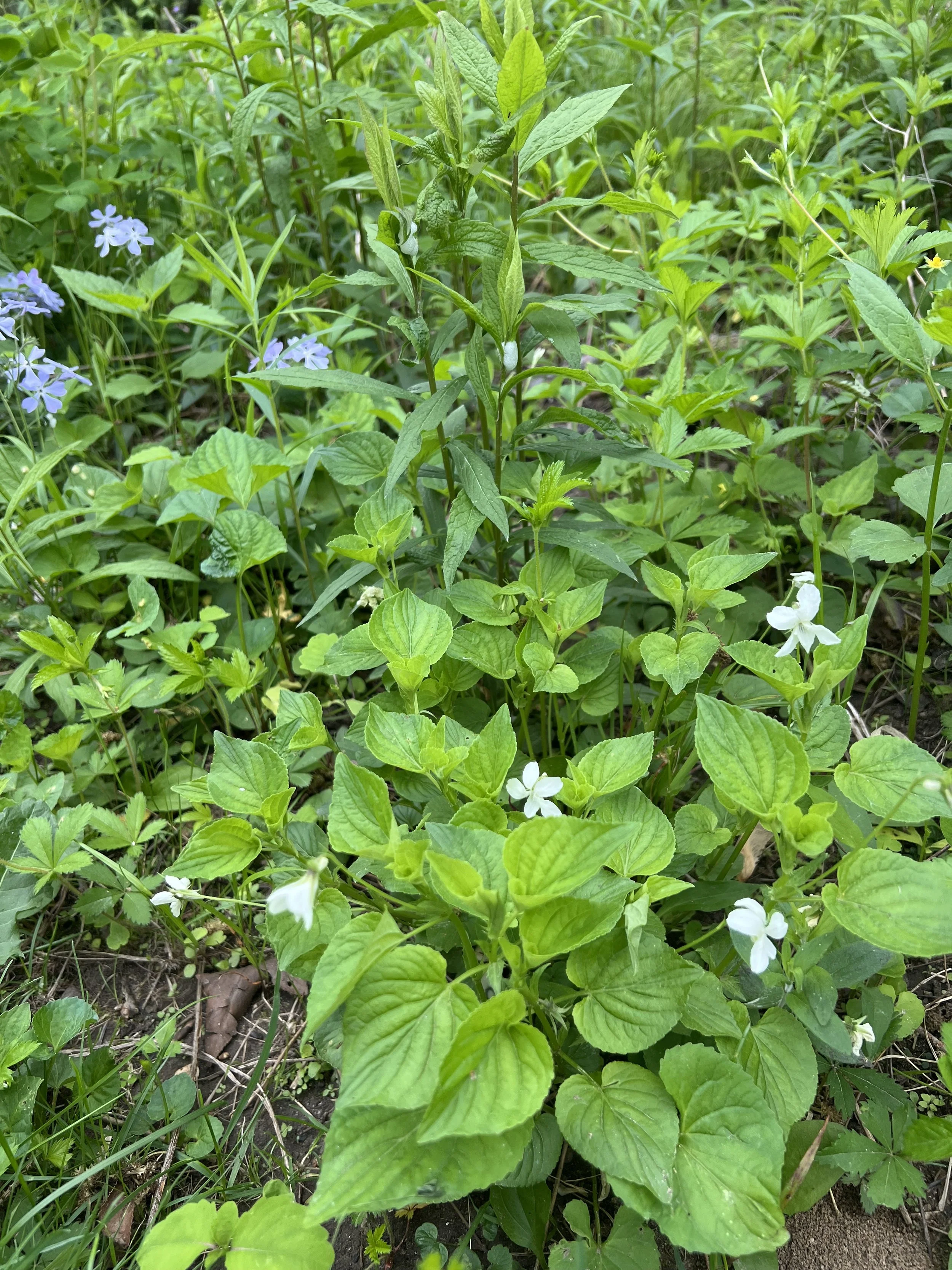Cream violet (Viola striata) and Woodland Phlox (Phlox divaricata) are blooming here amongst common cinquefoil and rough-leaved goldenrod.