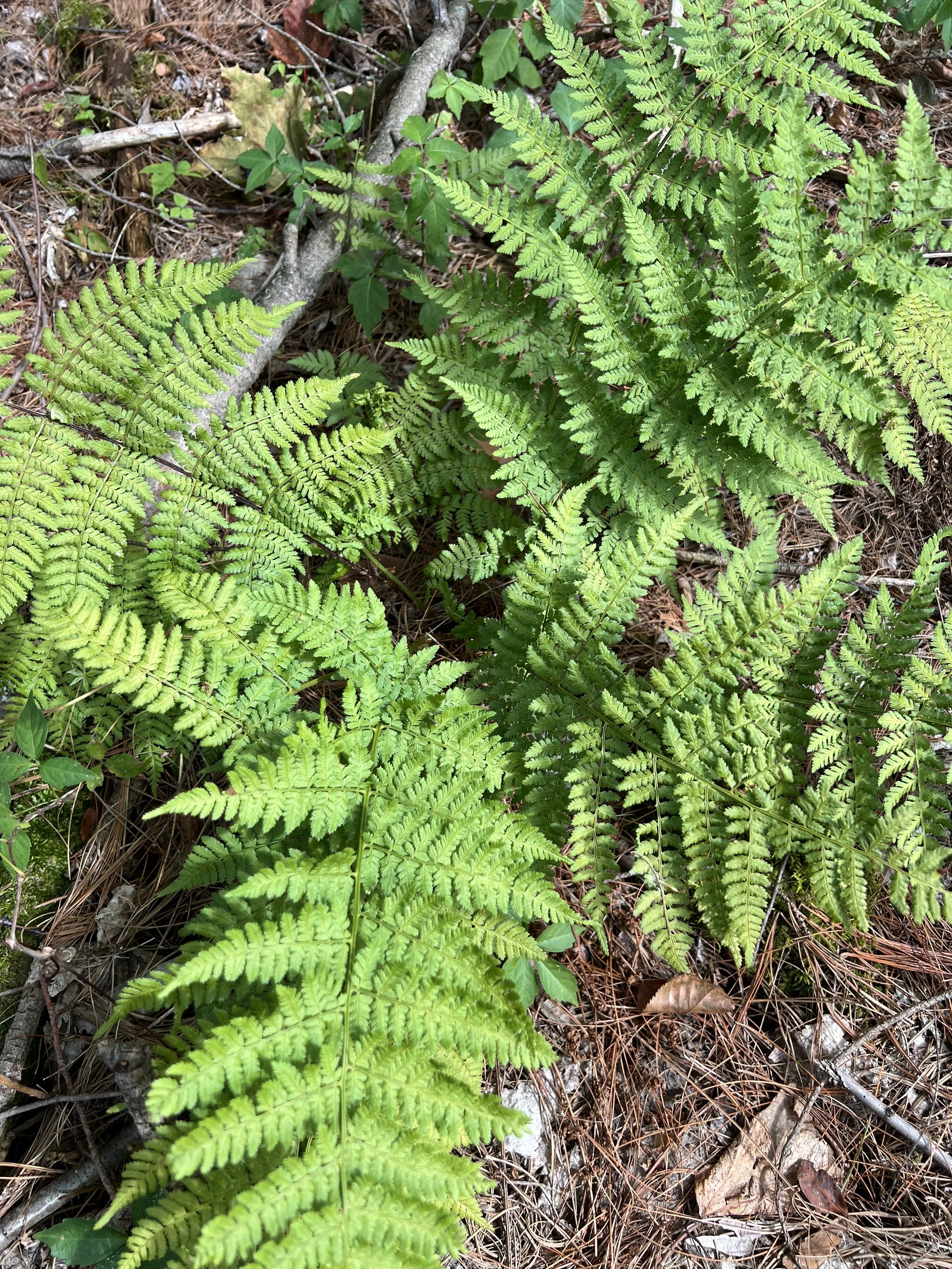 Looking down on Intermediate Fern from above.