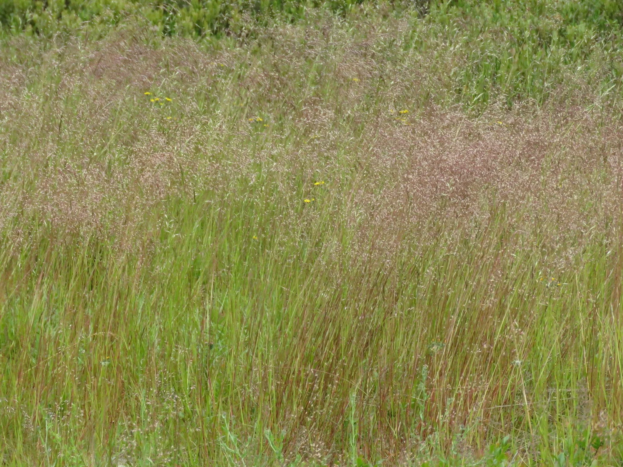 Hair Grass (Avenella flexuosa)