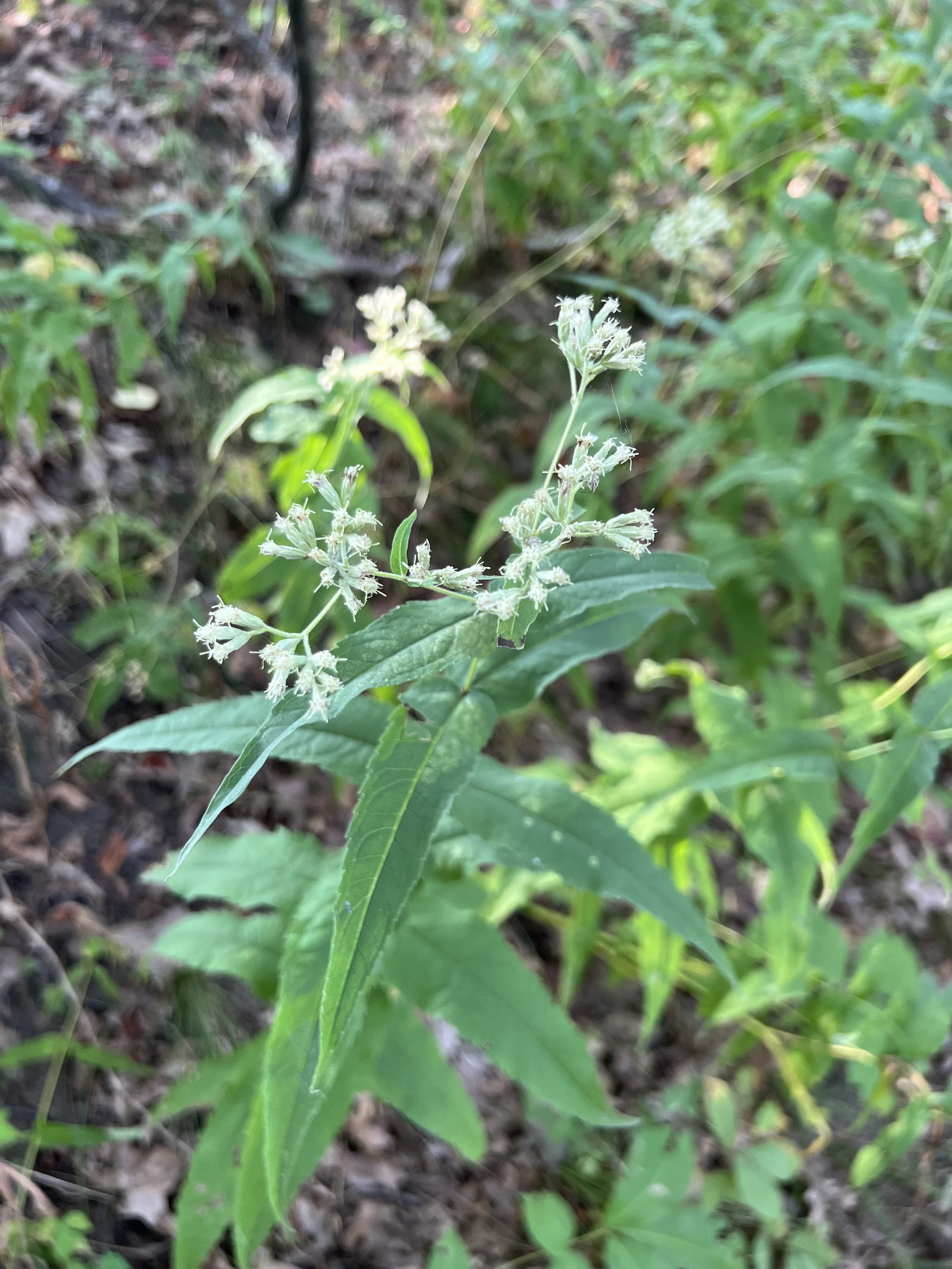 Upland Boneset (Eupatorium sessilifolium)