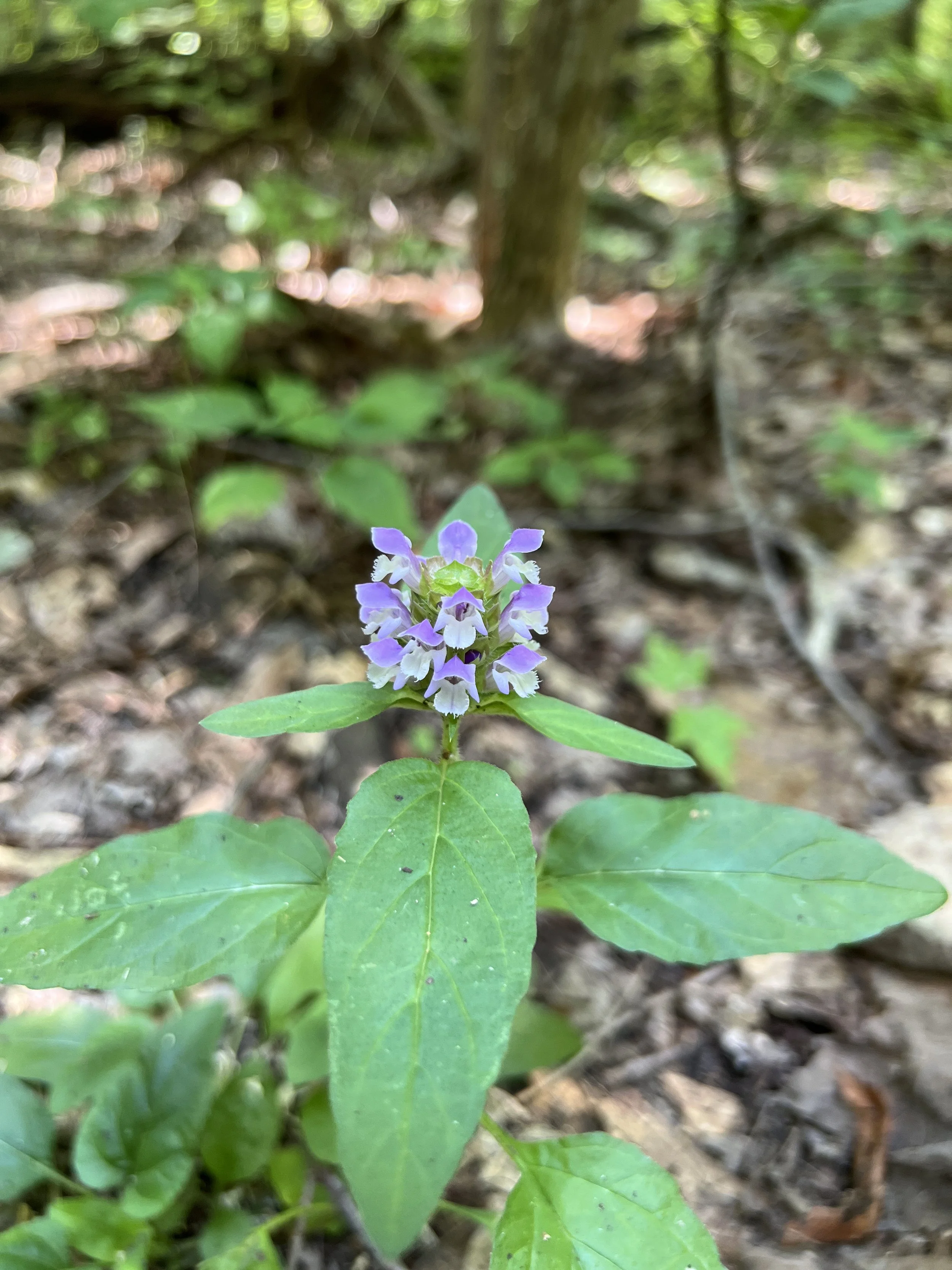Self-heal has a whorl of purple flowers a]that are attractive to bees. The leaves are lance-shaped.