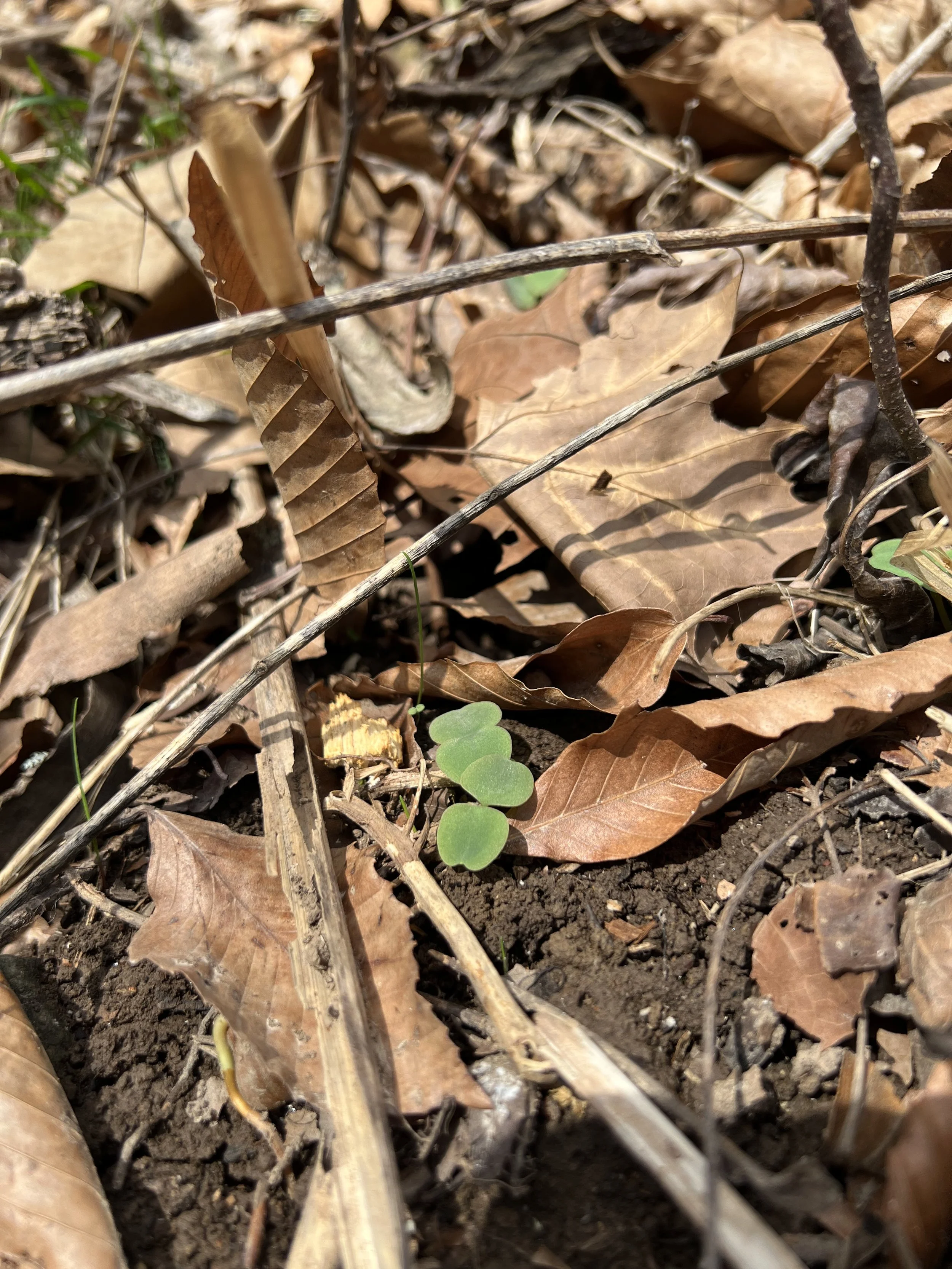 The seedlings of spotted jewelweed have round cotyledons.