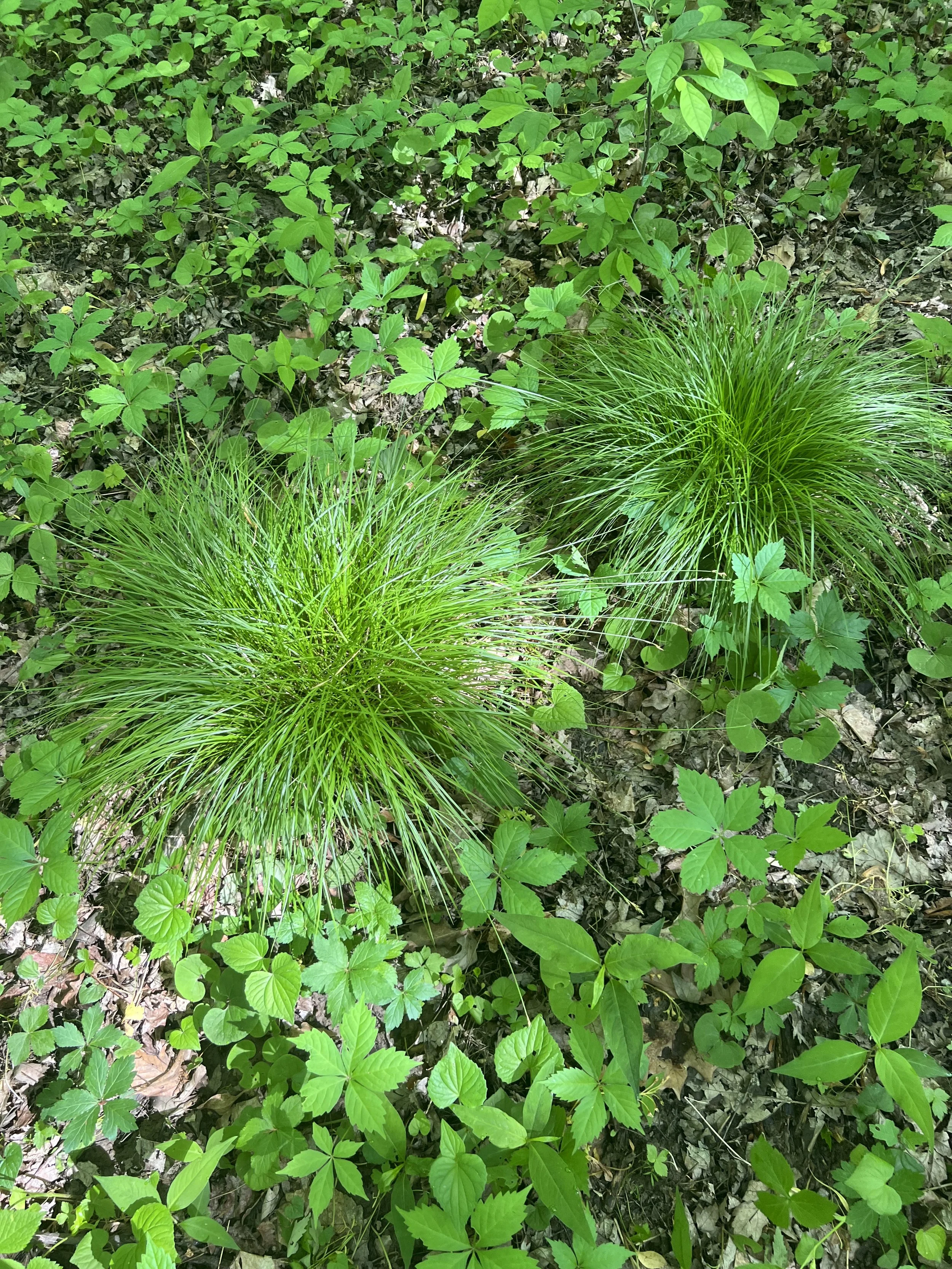 Brome-like Sedge (Carex bromoides)