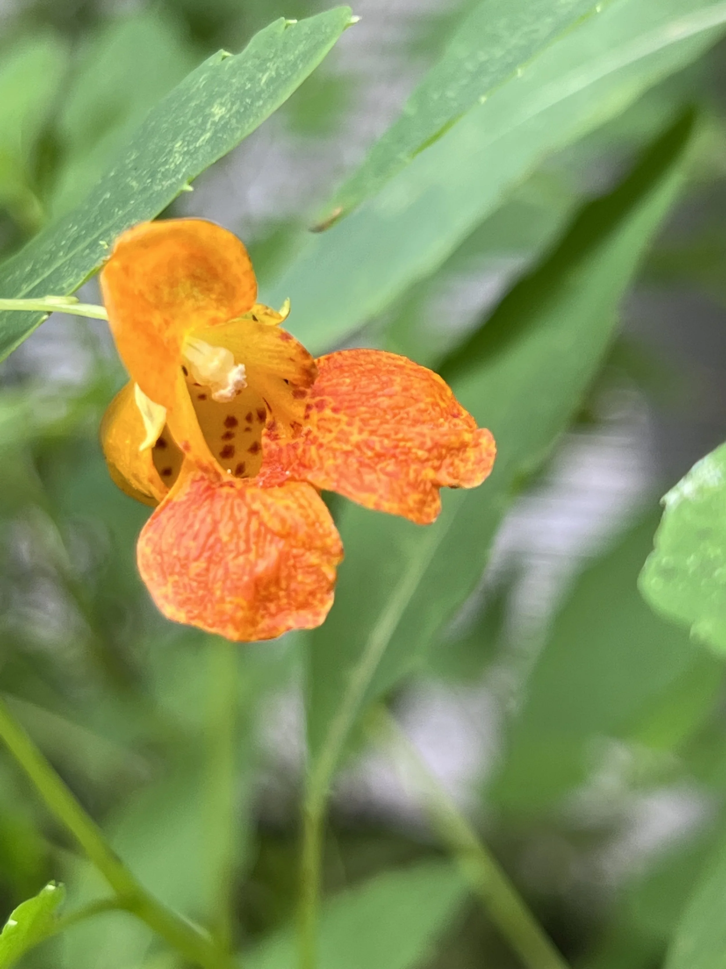 The flowers of jewelweed (Impatiens capensis) have two fused in the lower lip and one upper lip.  They are visited by hummingbirds.