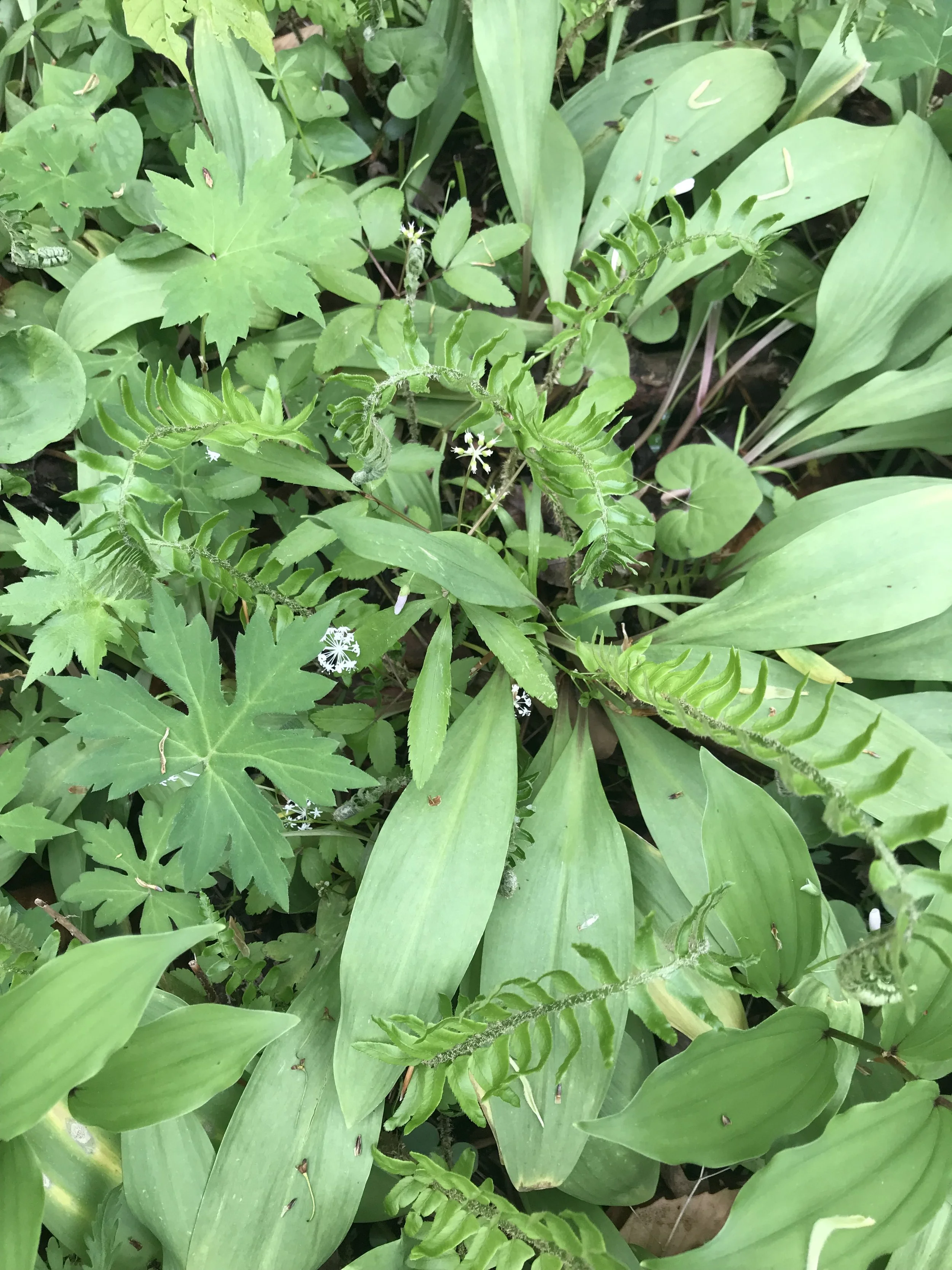 This image was taken in a high quality woodland which would be a great thing to model your garden after.  This is wild leeks, dwarf ginseng, waterleaf, Christmas fern, false Solomon’s seal, and wild ginger.