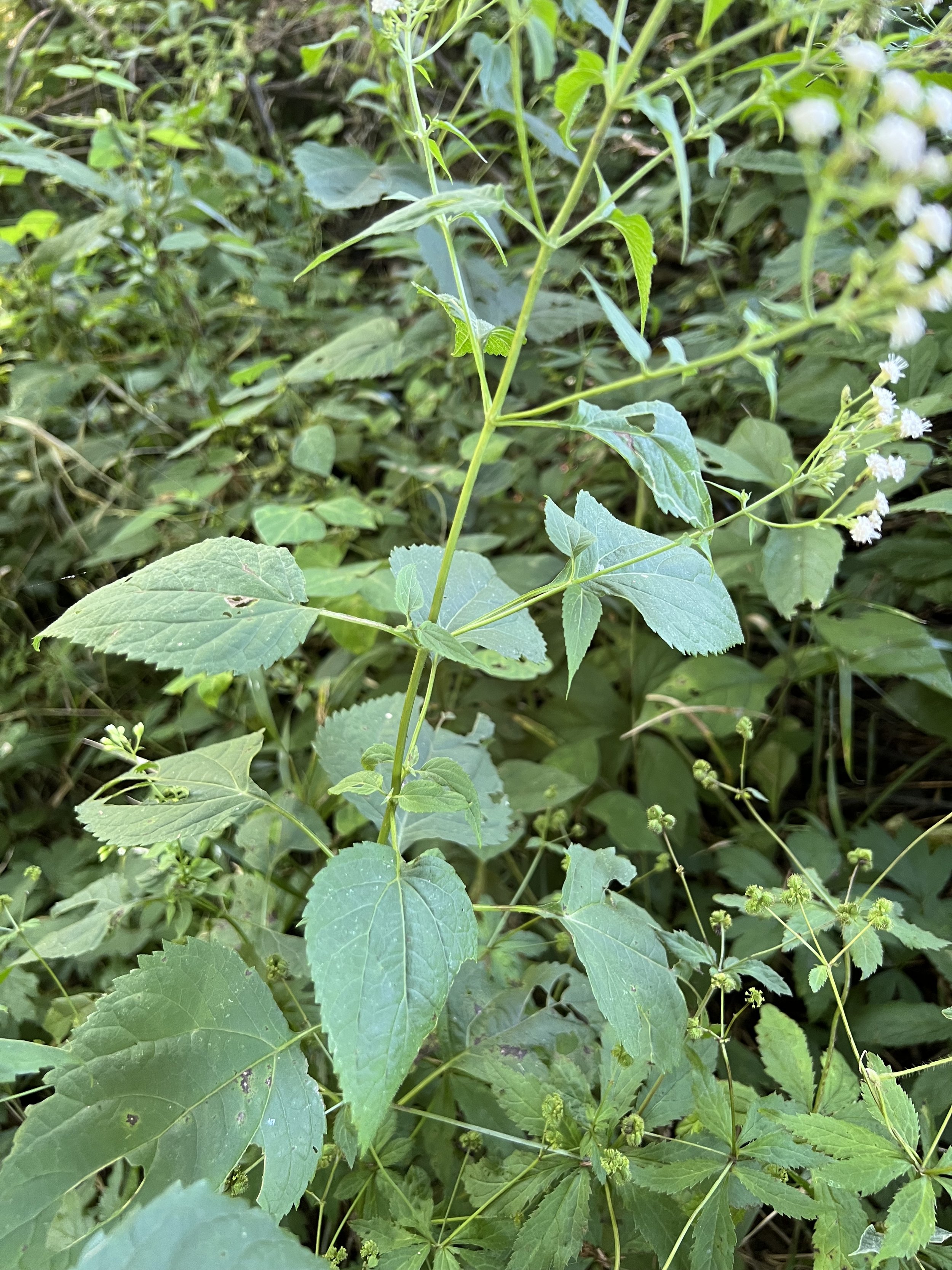 The raindrop shaped leaves of white snakeroot.