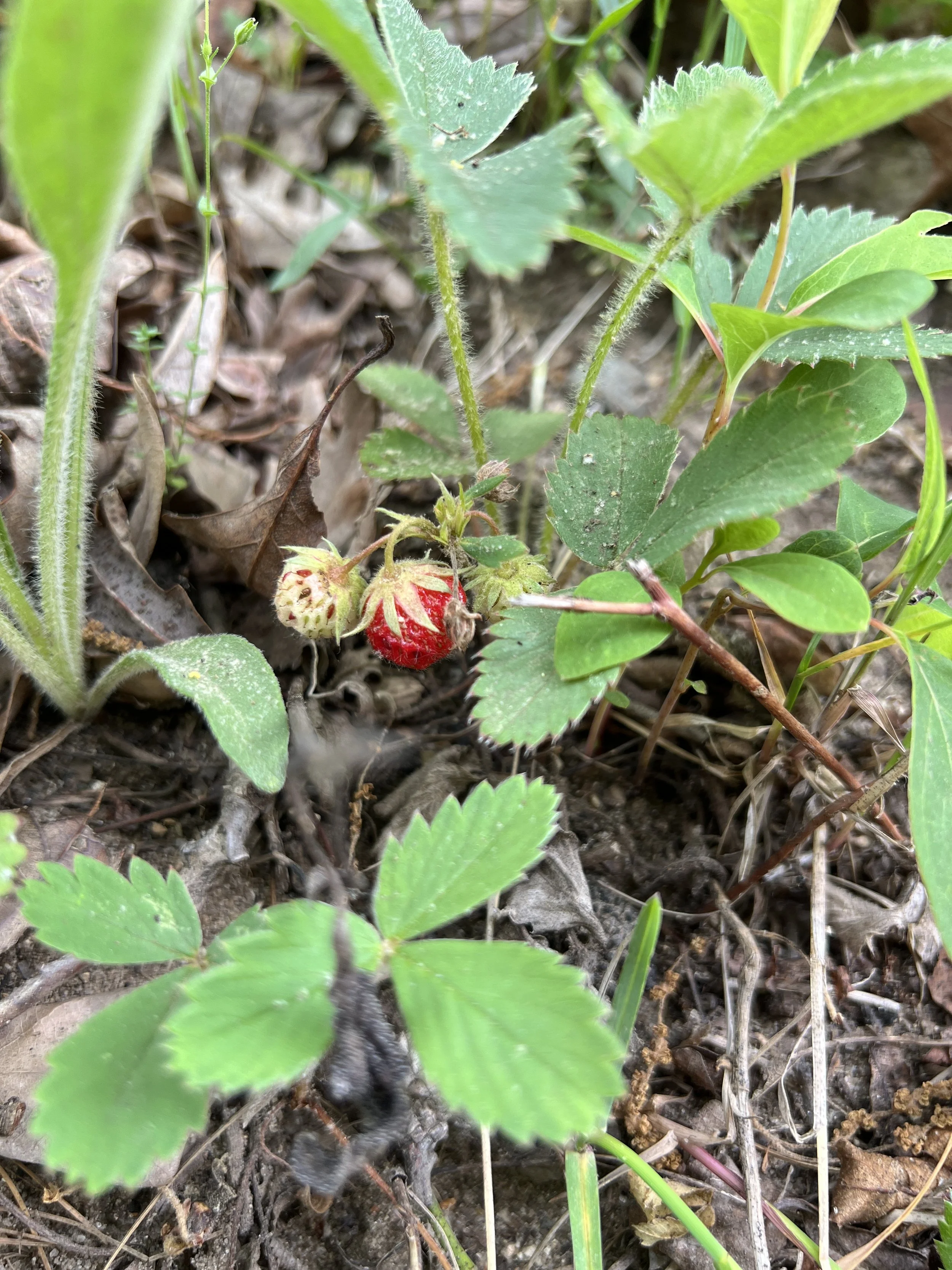 Wild Strawberry leaves in threes, a ripe fruit, and a green unripe fruit. The seeds are indented making this Fragaria virginiana  rather than Fragaria vesca