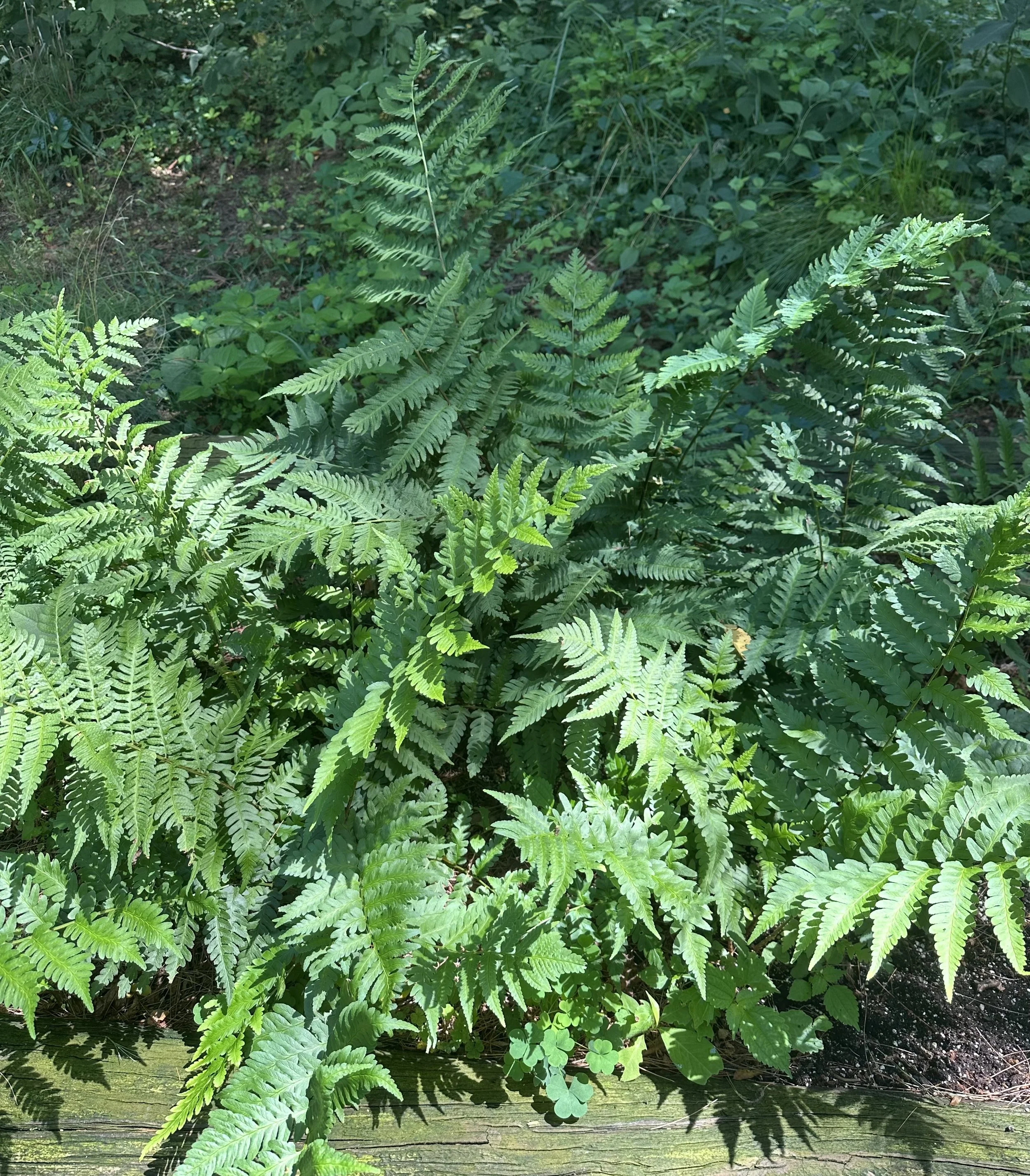 Goldie's Wood Fern (Dryopteris goldieana)