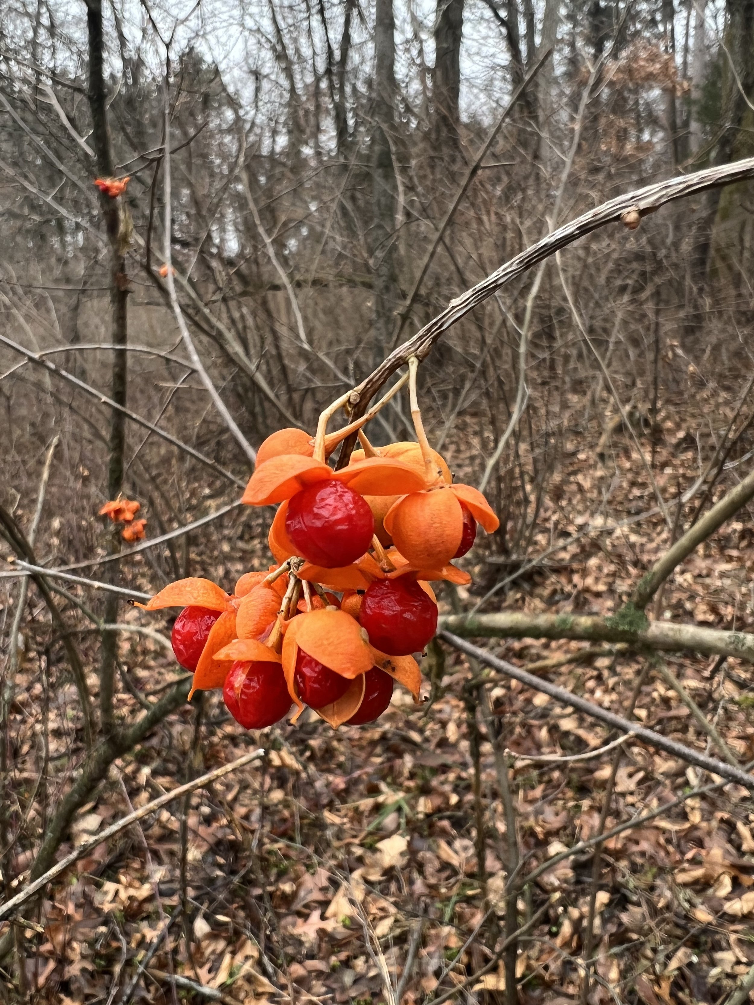 American Bittersweet (Celastrus scandens)