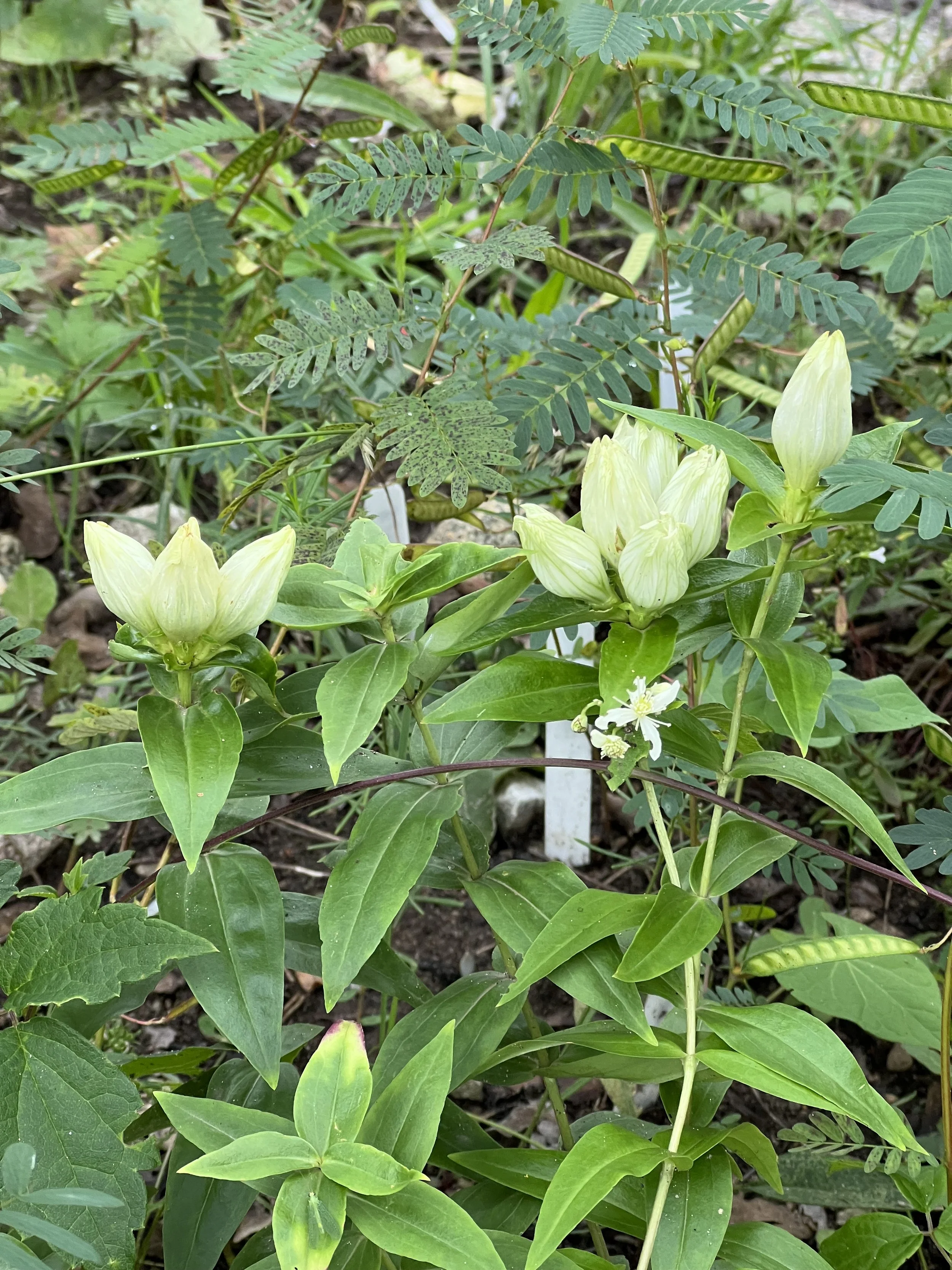 The foliage of cream gentian is a lot like bottle gentian, opposite shiny, smooth leaves.  The flowers are cream colored and a little more open than bottle gentian tends to be.