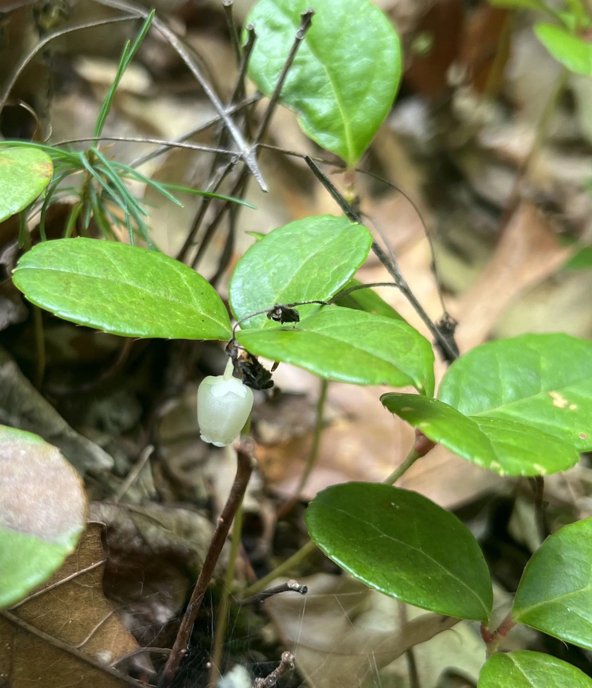 Wintergreen plants have shiny oval leaves and white, bell-shaped flowers that hang down below the leaves.