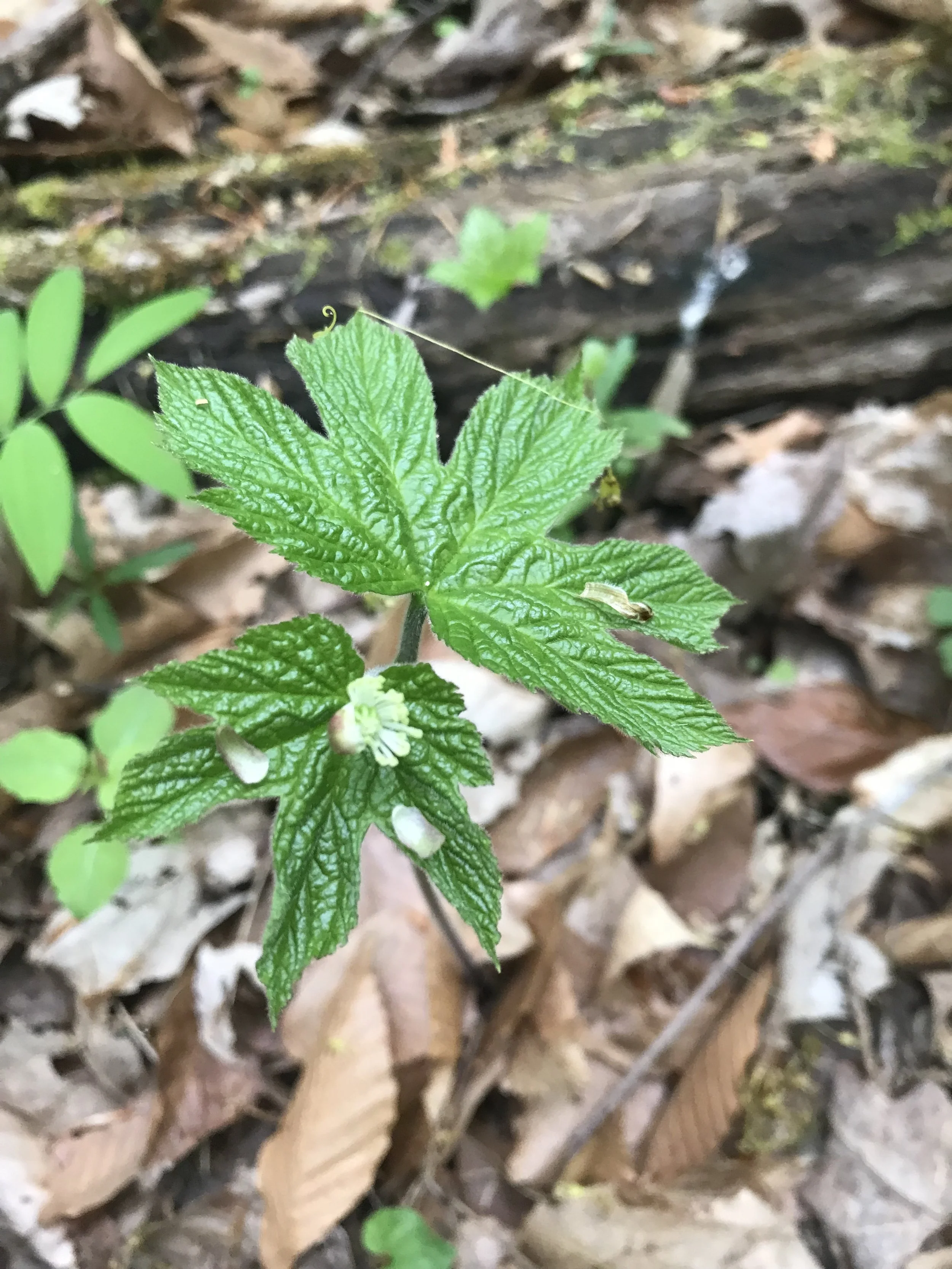 As the goldenseal flower opens, three sepals that had surrounded it fall off.
