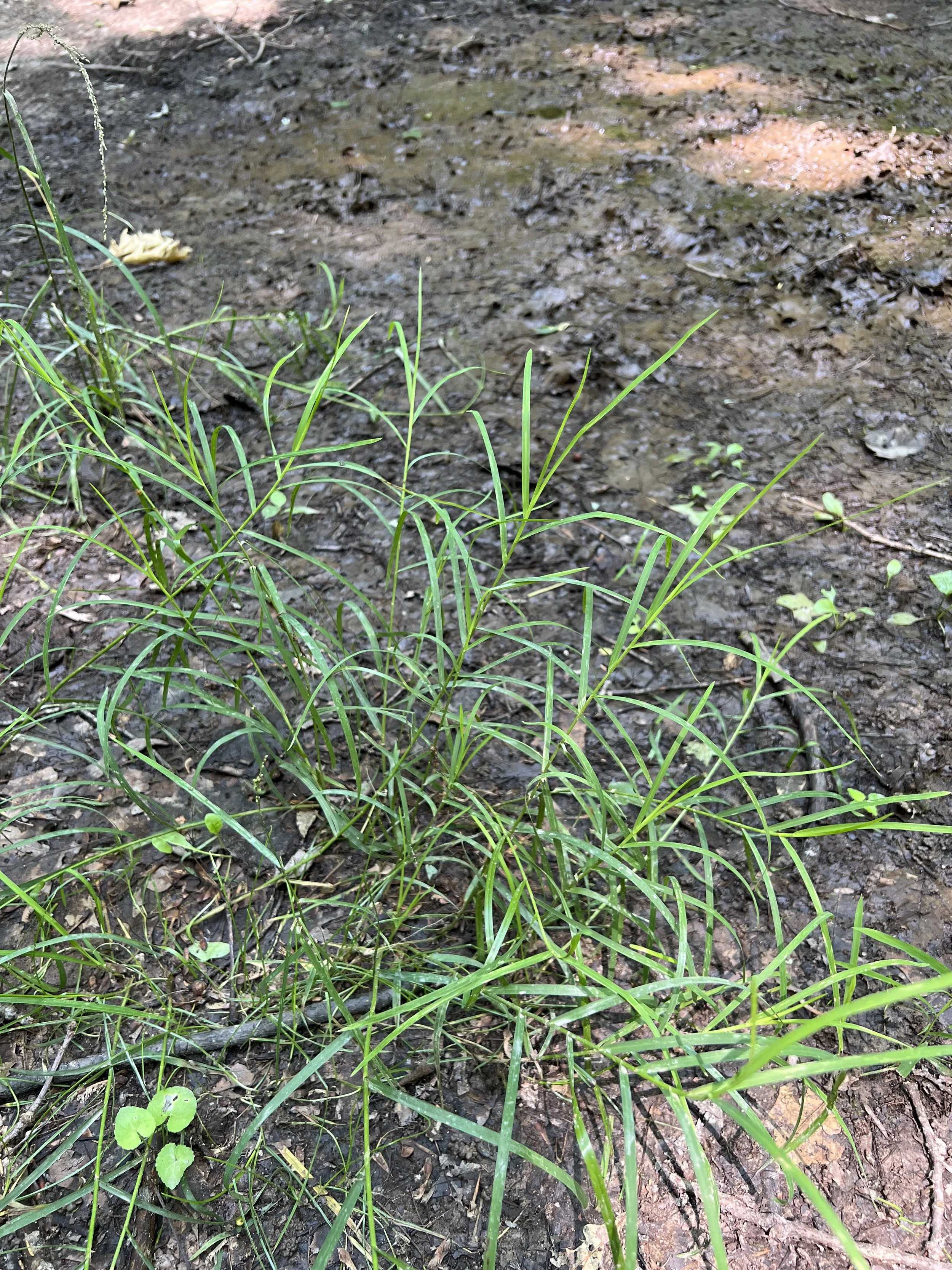 Fowl Manna Grass has two-ranked leaves, meaning that they alternate up the stem and originate from two opposite sides of the stem as seen in this photo. The drooping seedhead is on the upper left.