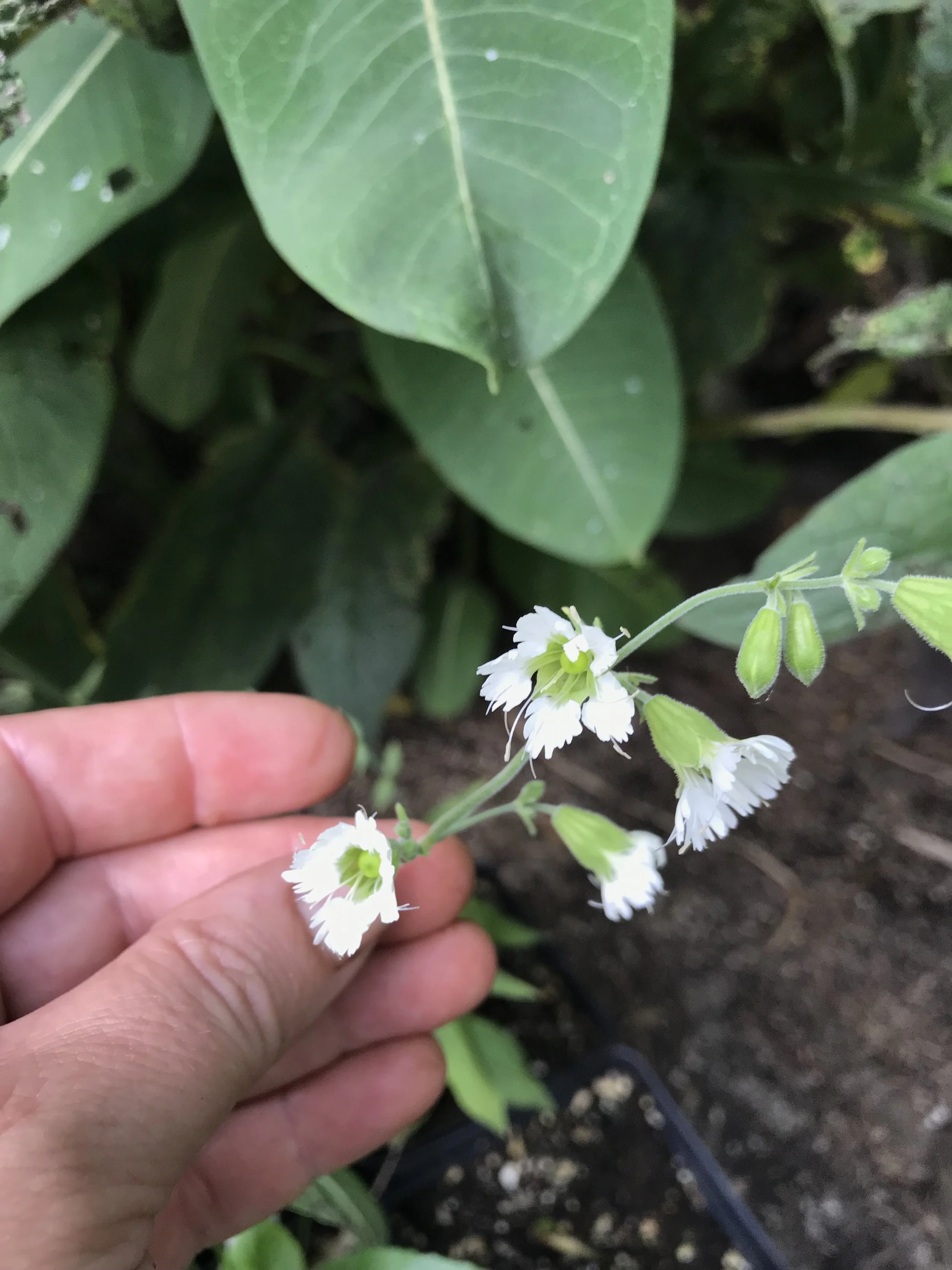 A panicle of white starry campion flowers with the upper ones in open bloom and the lower ones yet to bloom.