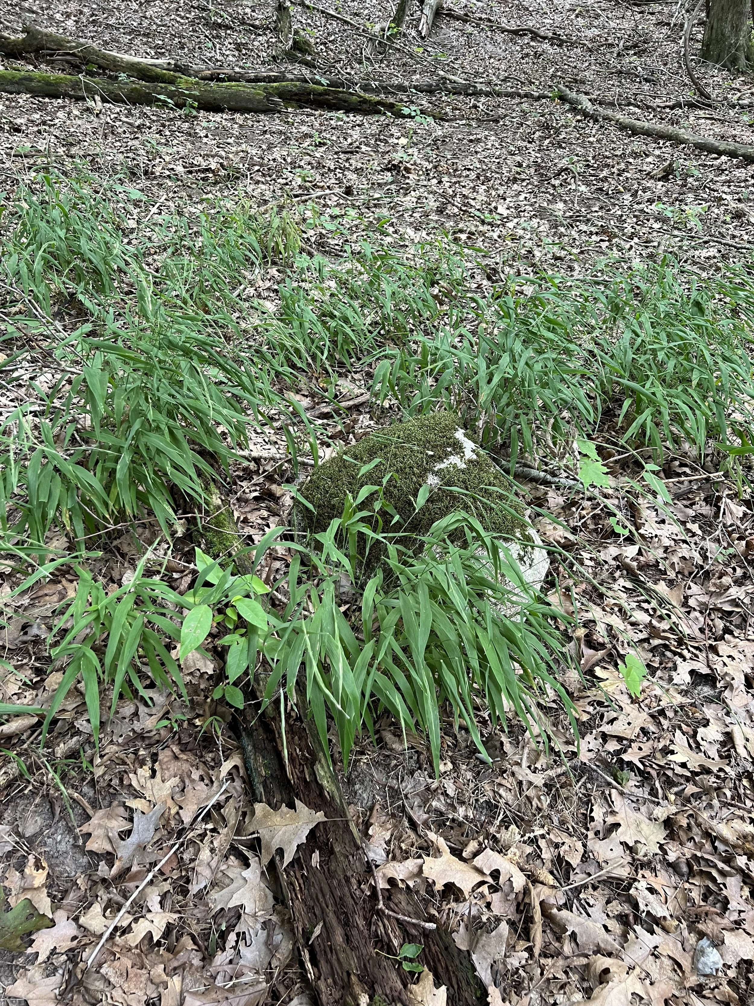 Some groupings of long-awned wood grass in a rich forest setting.