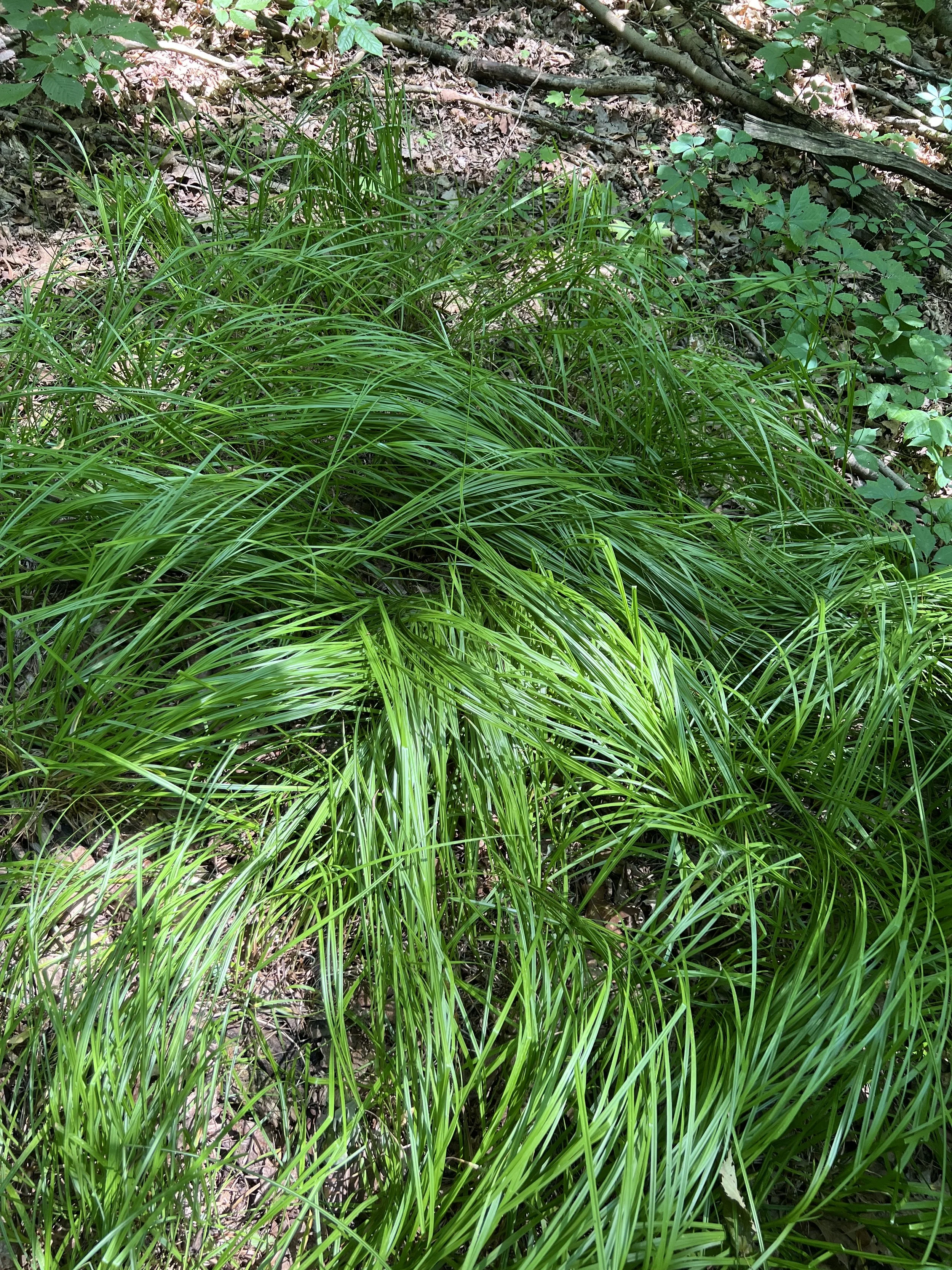 Dark green leaves of long-beaked sedge have flopped over and looks like a beautiful swirling mass of leaves.