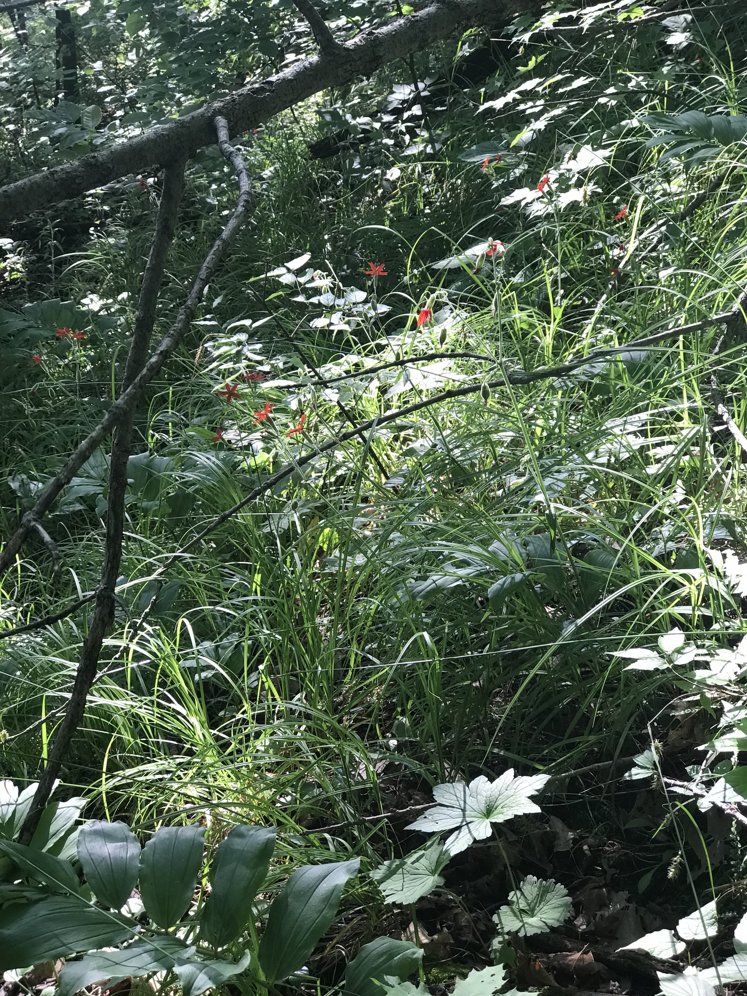 IMG_3573.jpeg