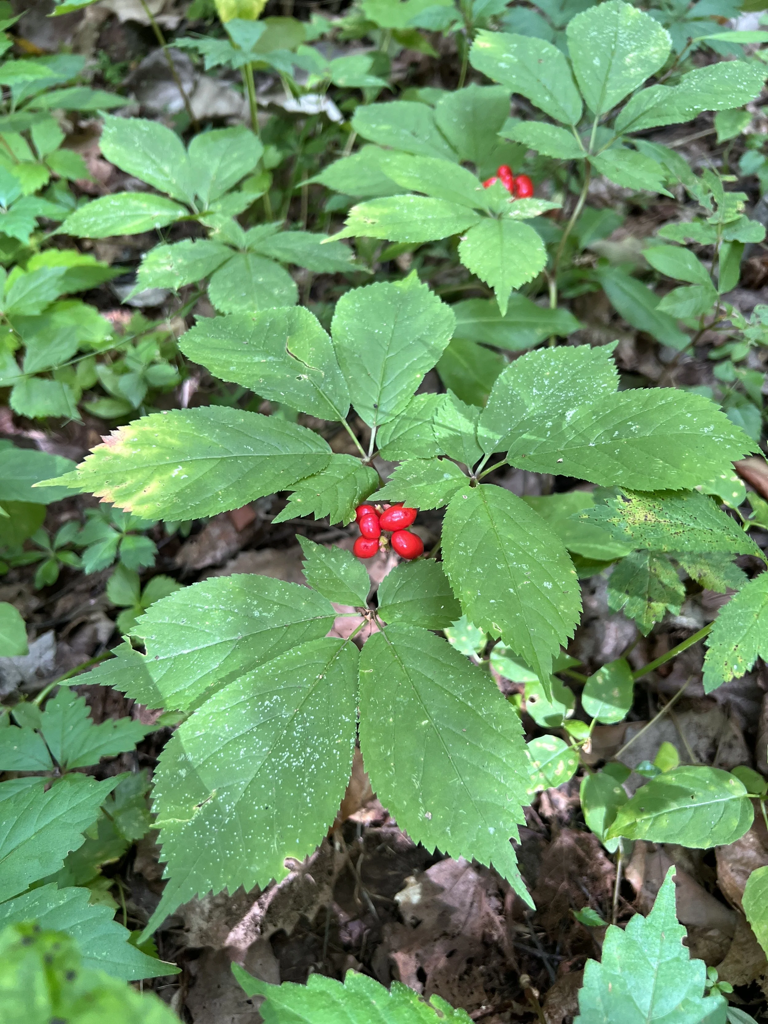 The scarlet berries of American Ginseng are in the center of the plant surrounded by the 5-parted compound leaves.