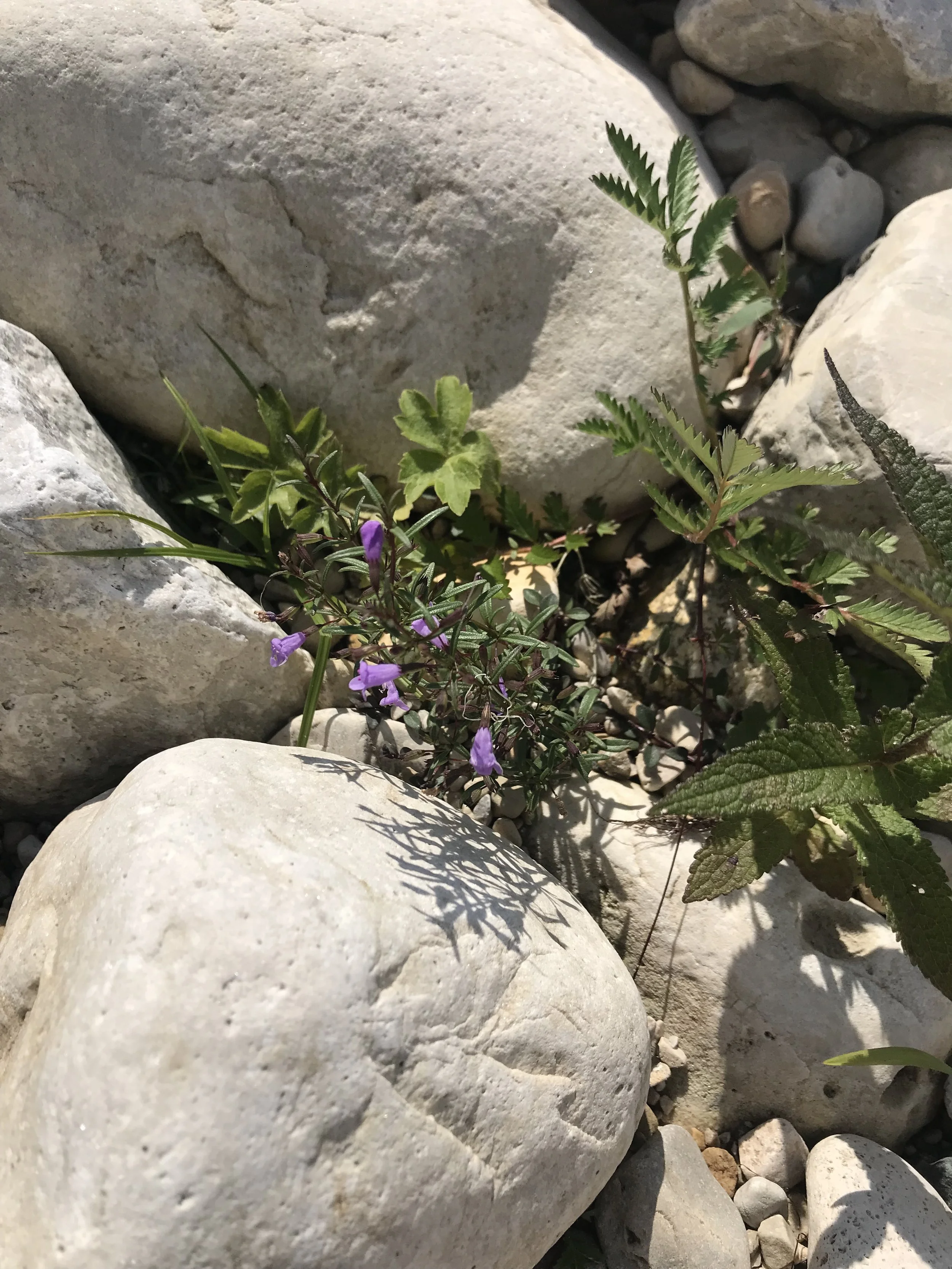 Limestone Calamint grows between limestone rocks on the shore of Lake Huron.