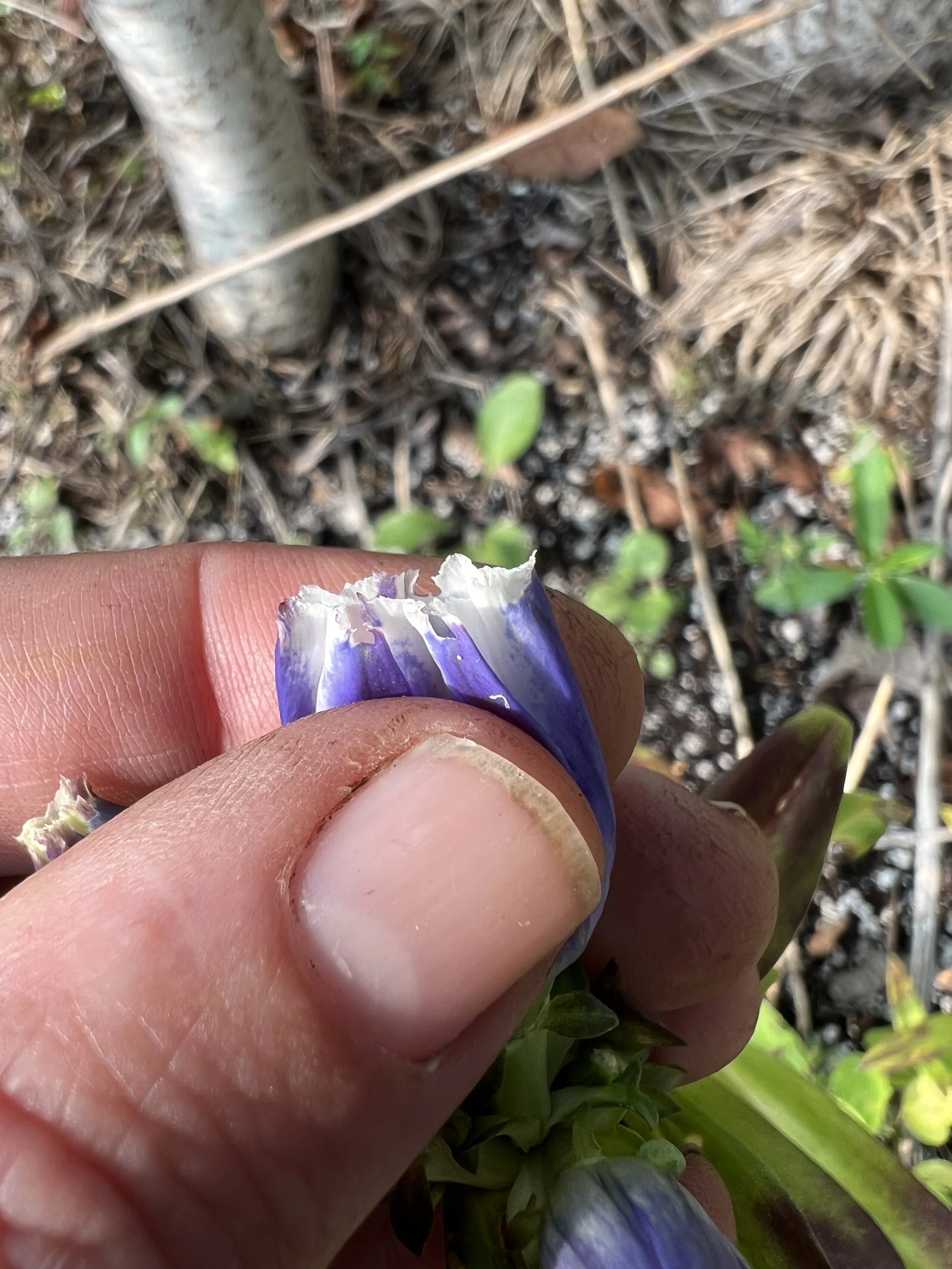 In bottle gentian the interconnecting fringe on the top of the flower is taller than the lobes of the flower.