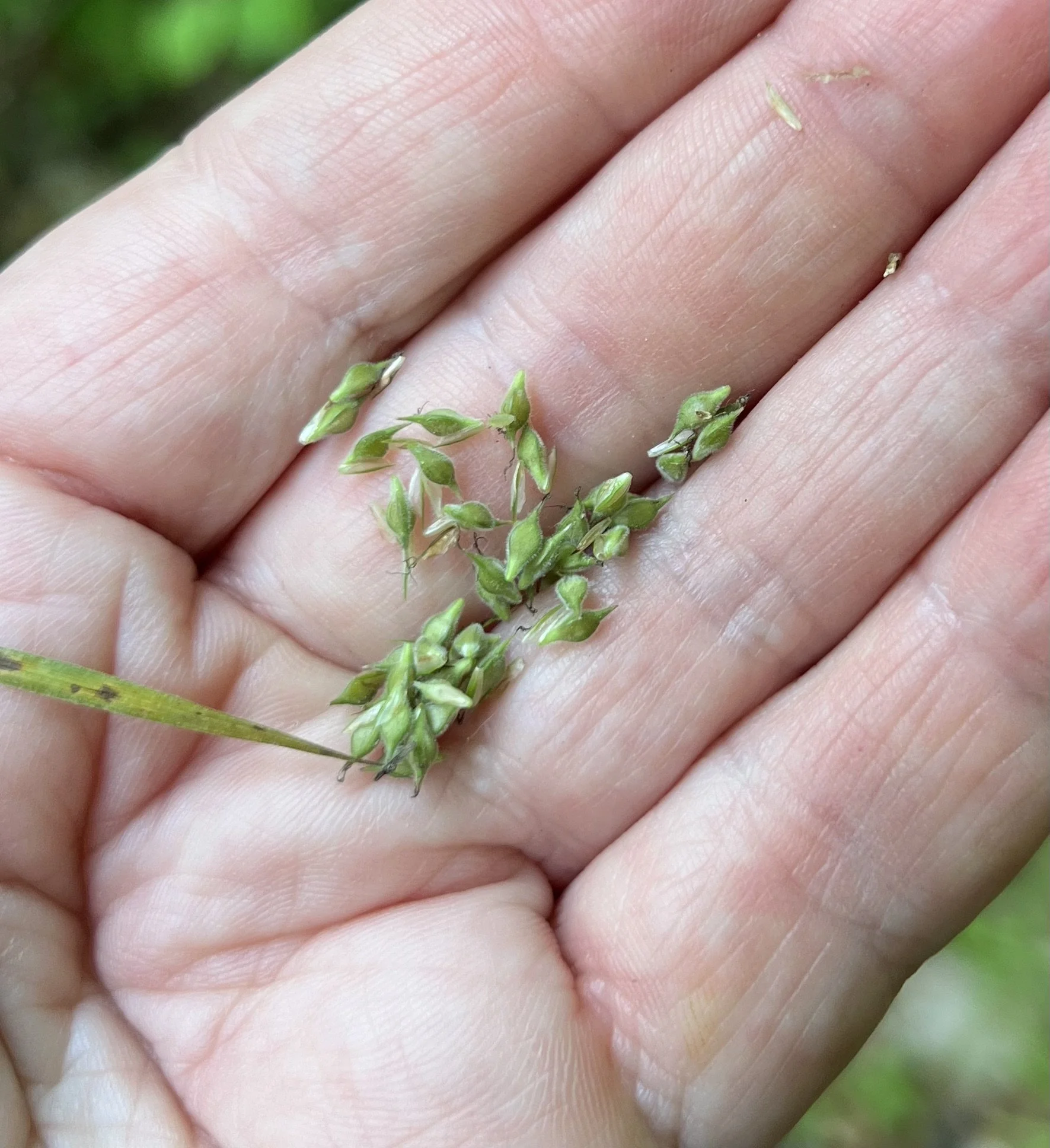 This photo shows the hairy perigynia of Hairy Wood Sedge.