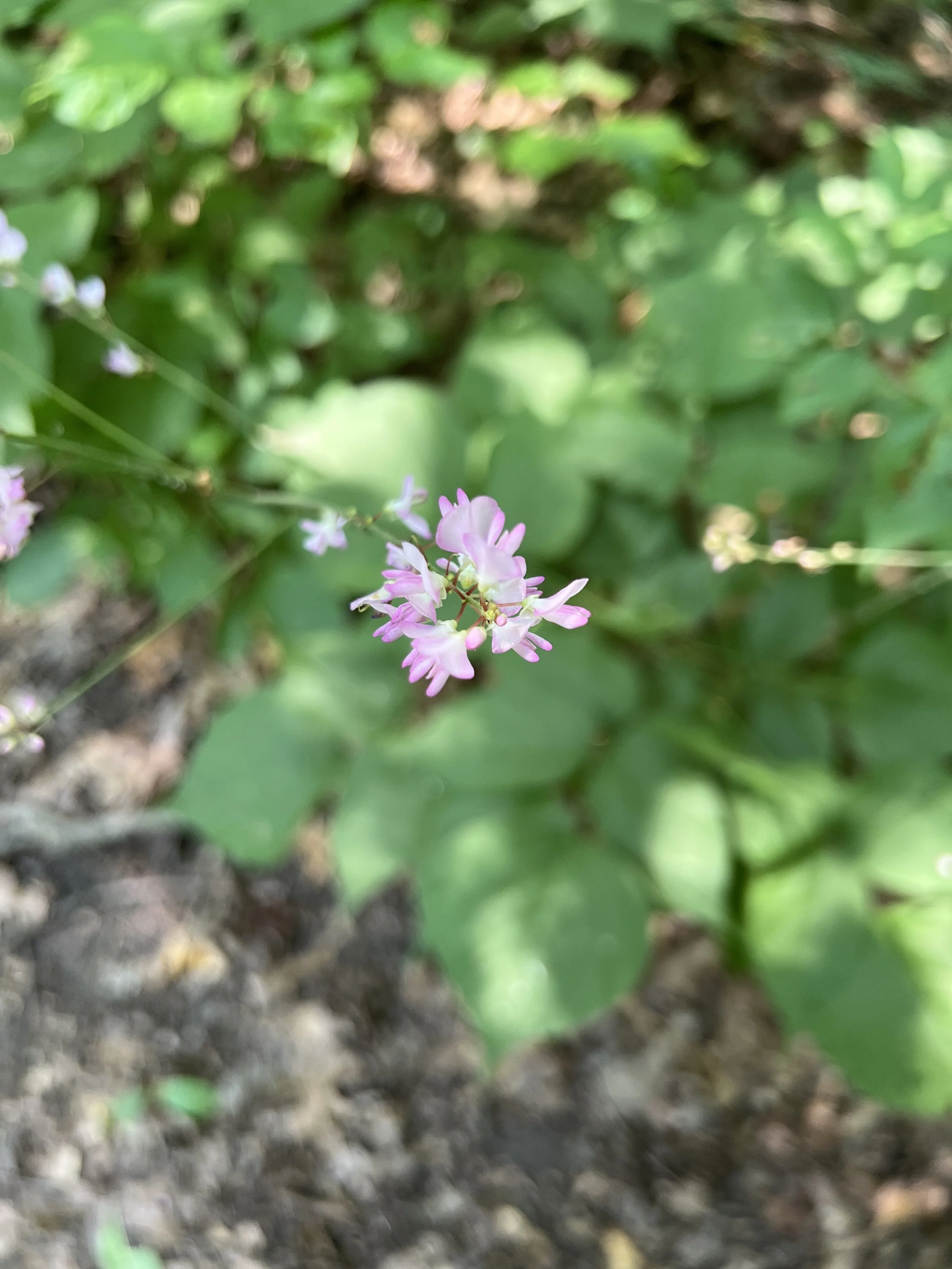 Pointed leaf tick trefoil has pea-like pink flowers on a tall stalk.