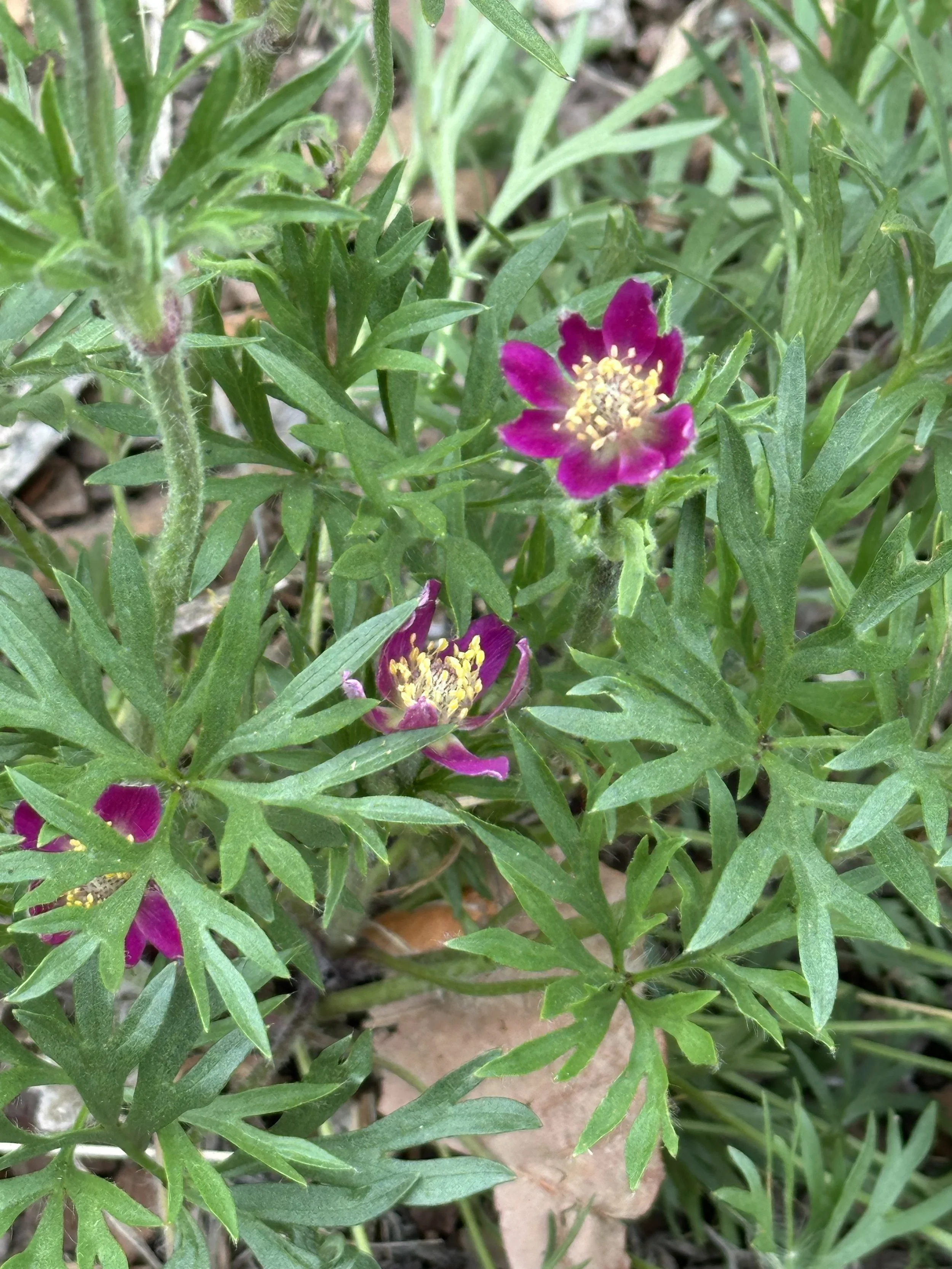 IMG_8086.jpeg