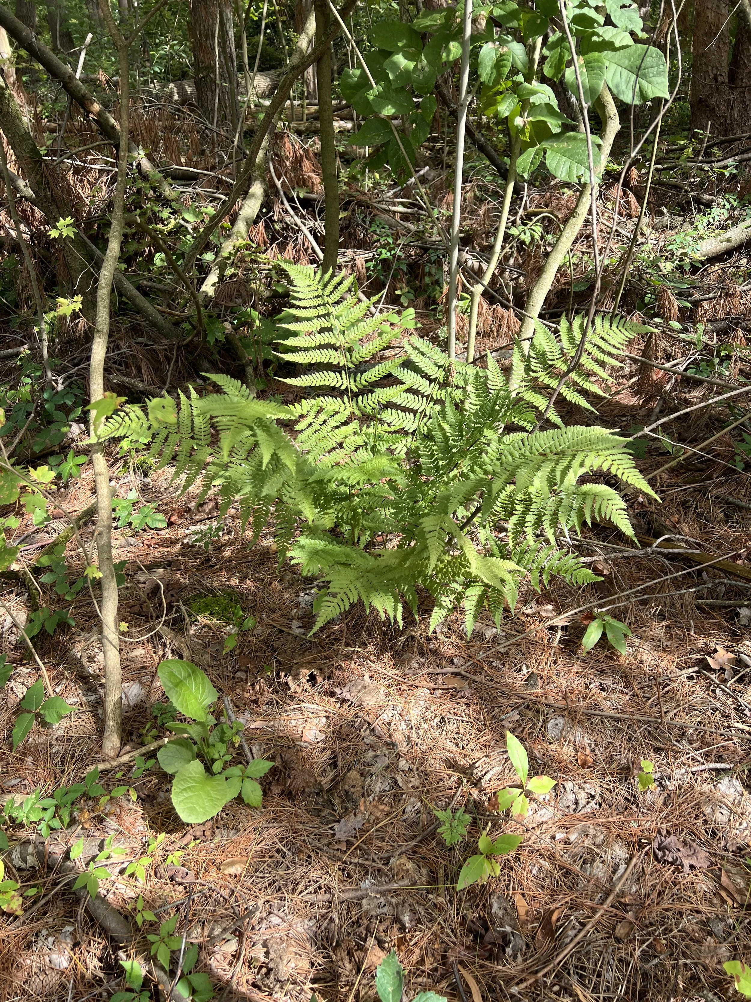 Intermediate fern is 2 to 2.5 feet high.