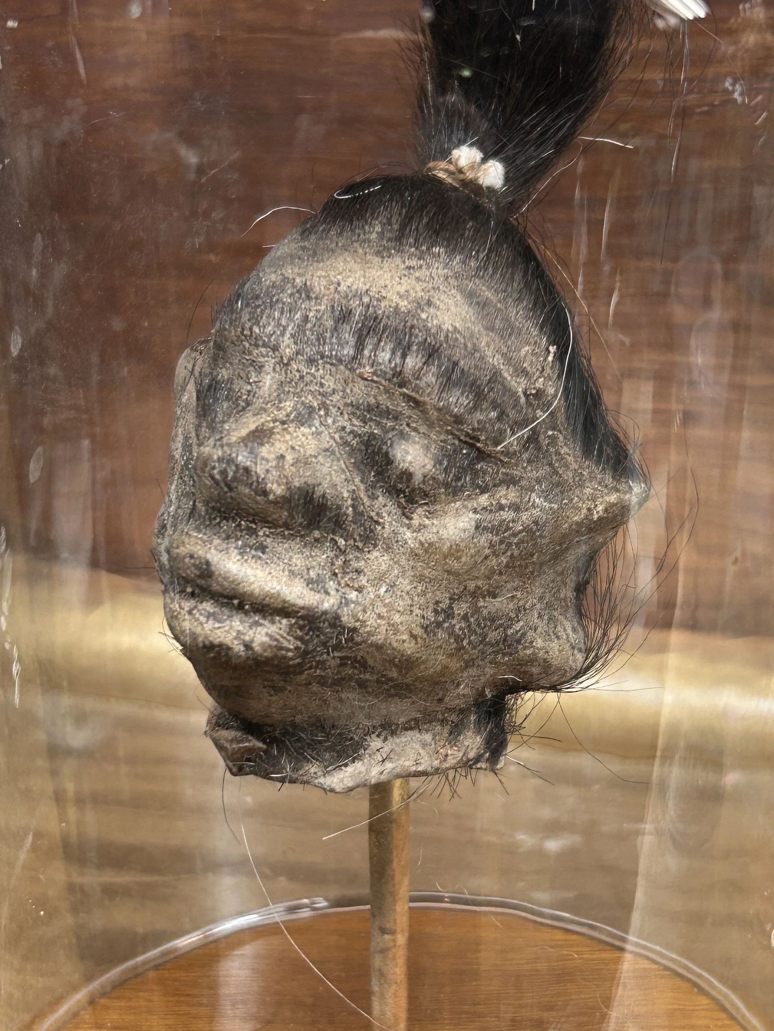 Human Shrunken small Head A