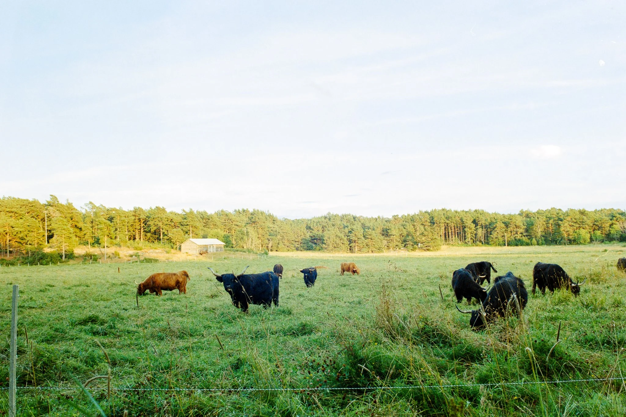 DSC09093-positive - WEB.jpg