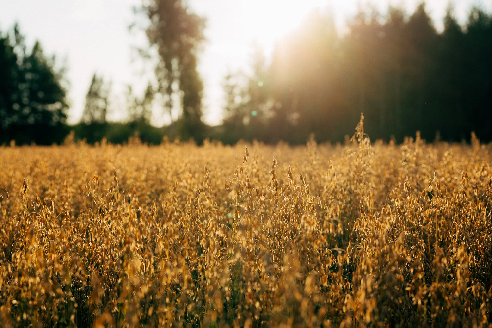 Illallinen_kansallismaisemassa_S01_eps_138 - WEB.jpg