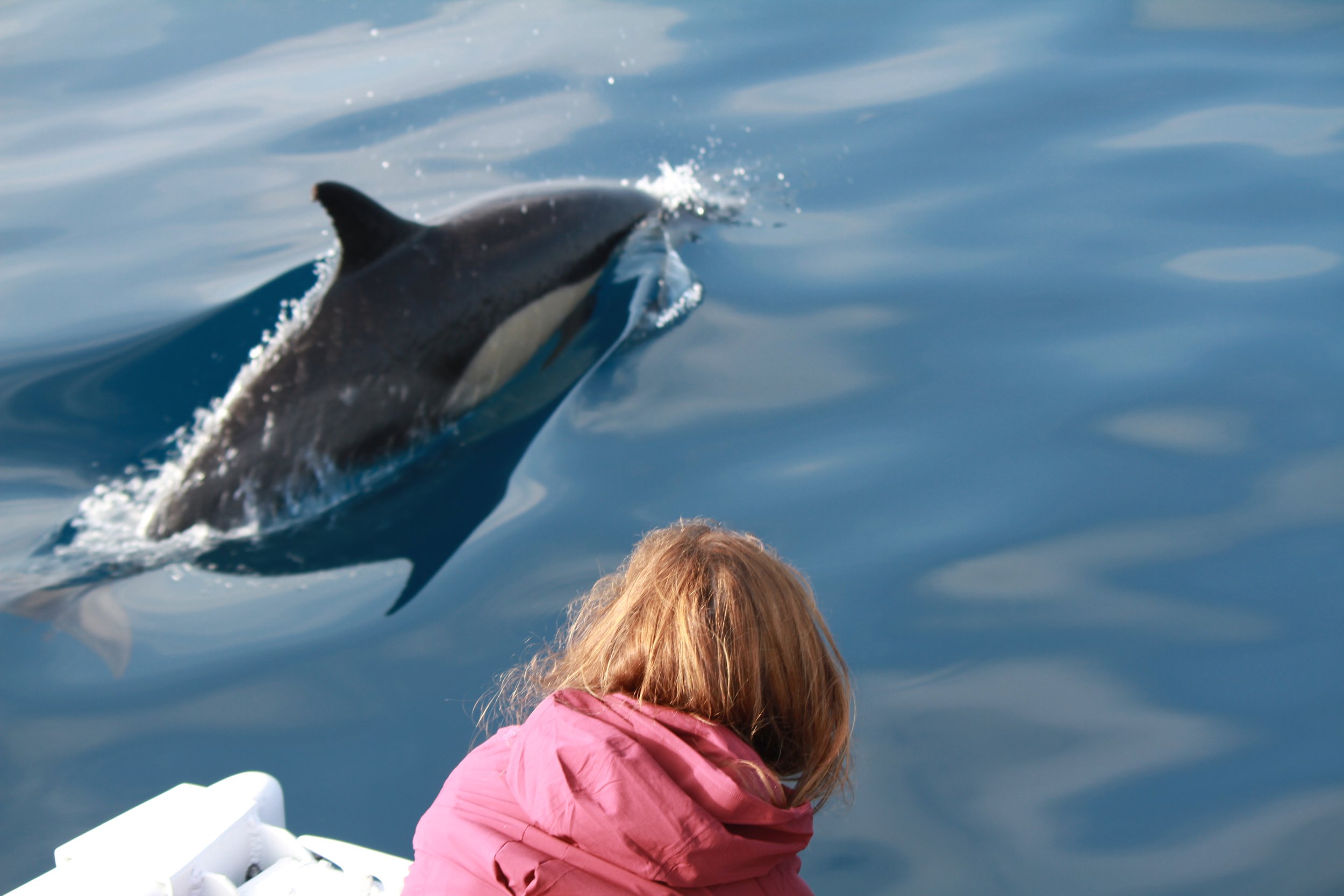 The dolphins are so close you can touch their fins