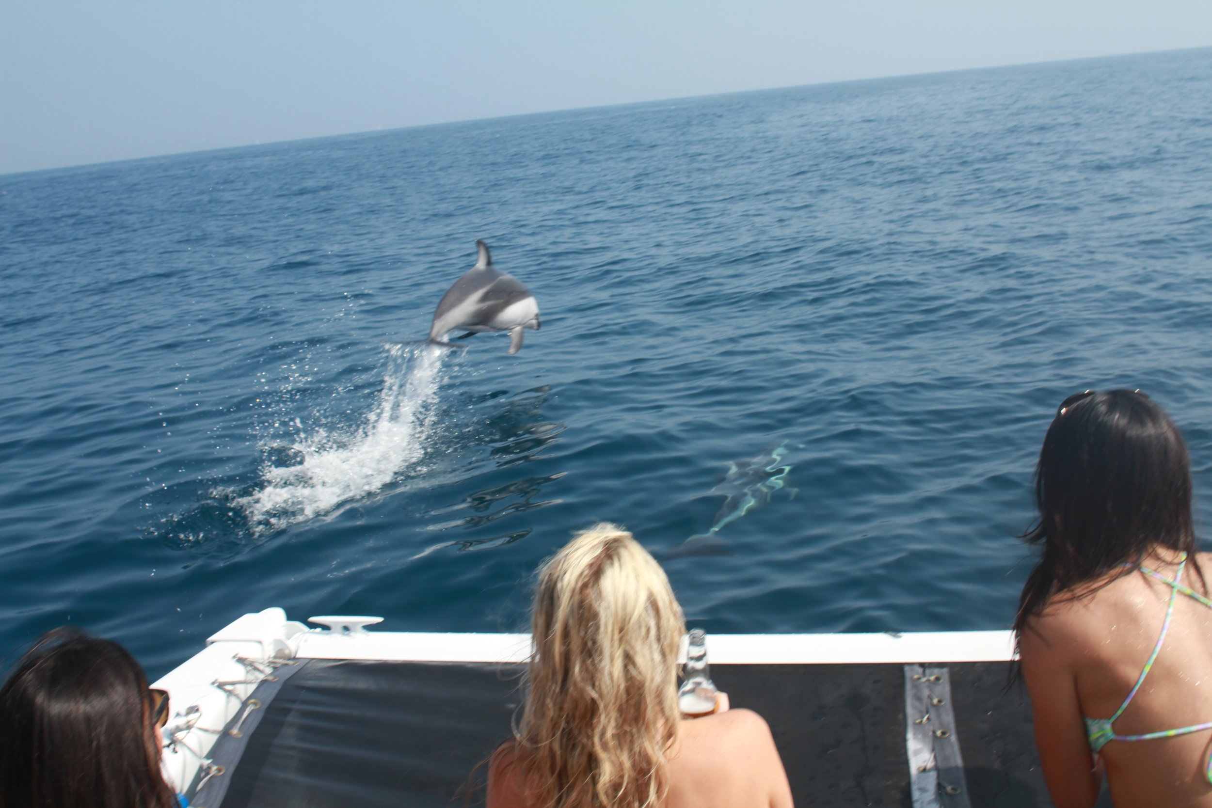 Dolphins leaping in front of the trampoline