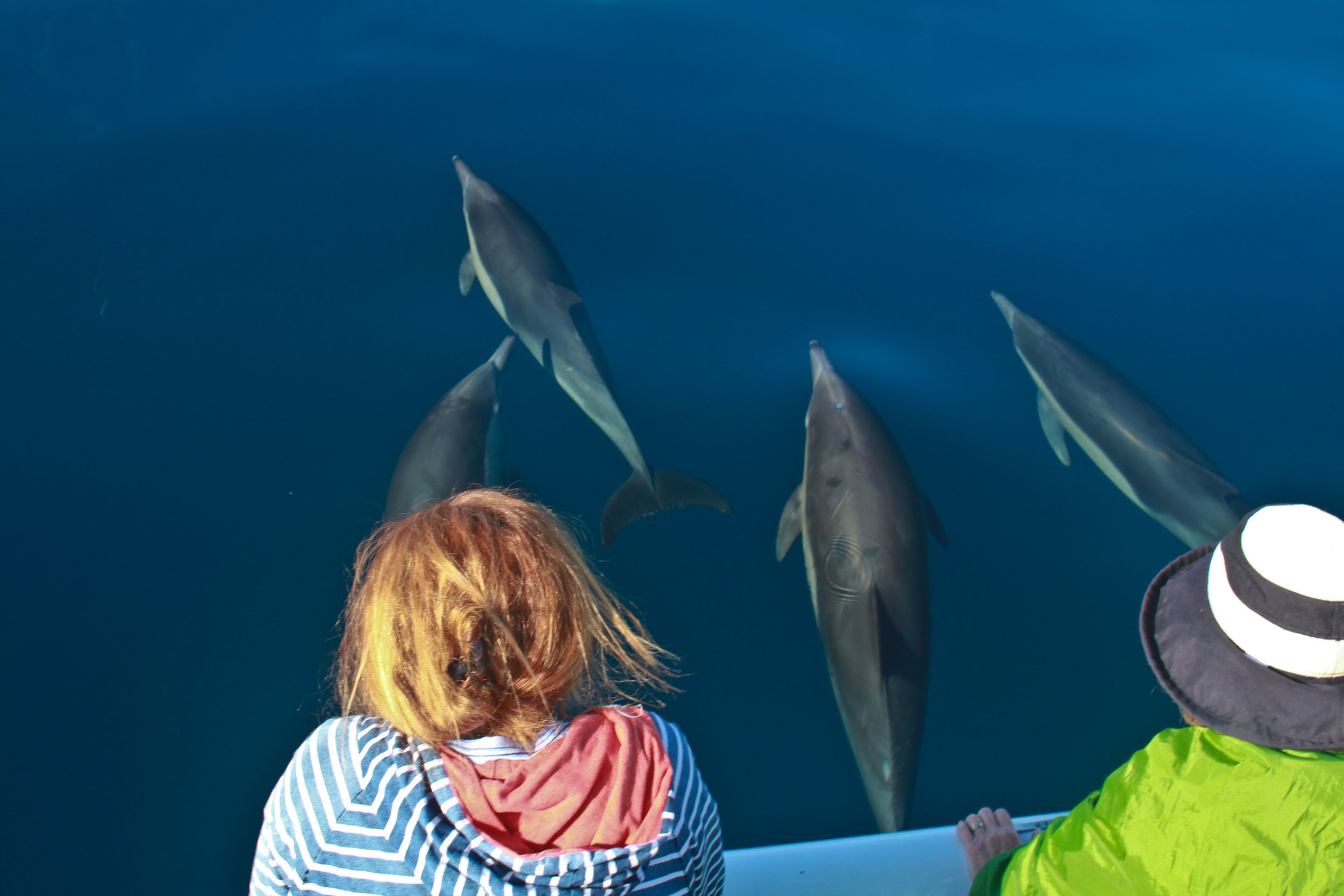 Dolphin watching off the edge of the boat