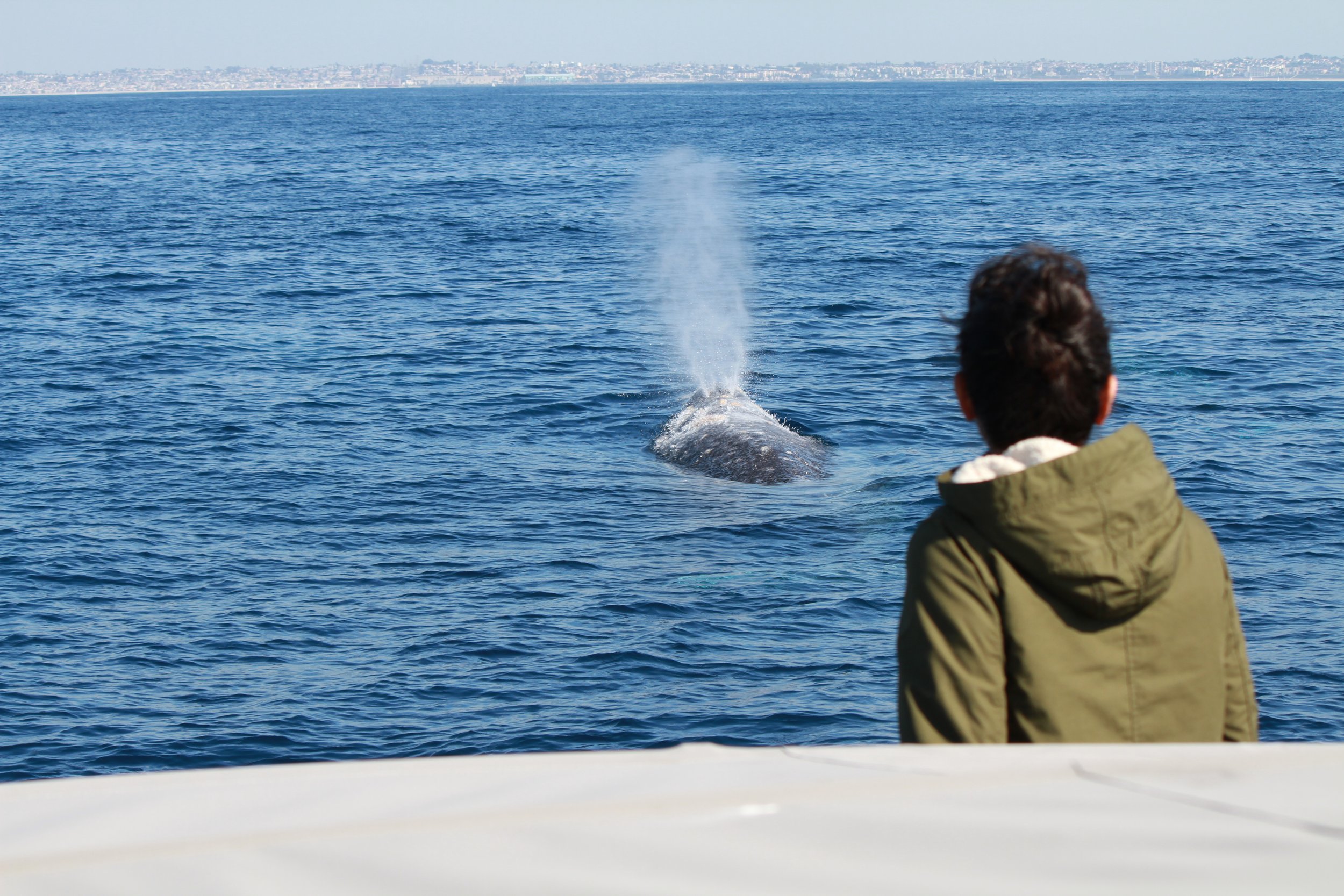 family-whale1watch55555.jpeg