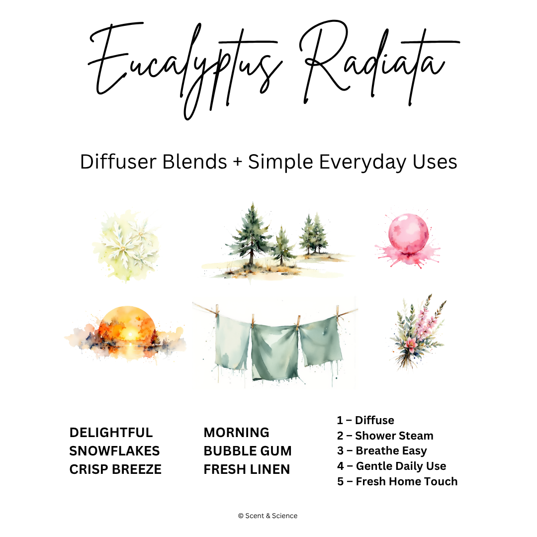 Essential Scent Diffuser Postcard Featuring Eucalyptus Radiata