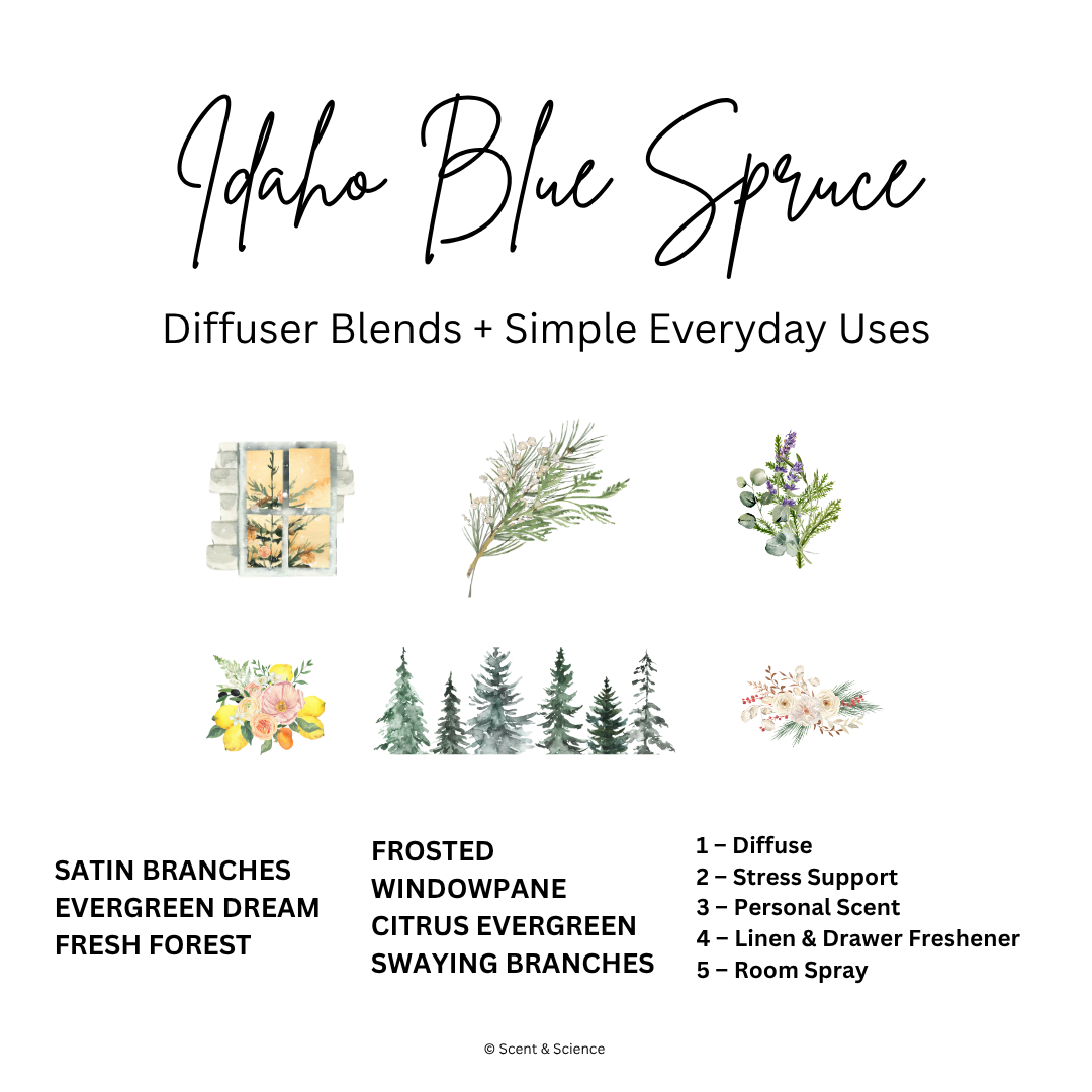 Essential Scent Diffuser Postcard Featuring Idaho Blue Spruce