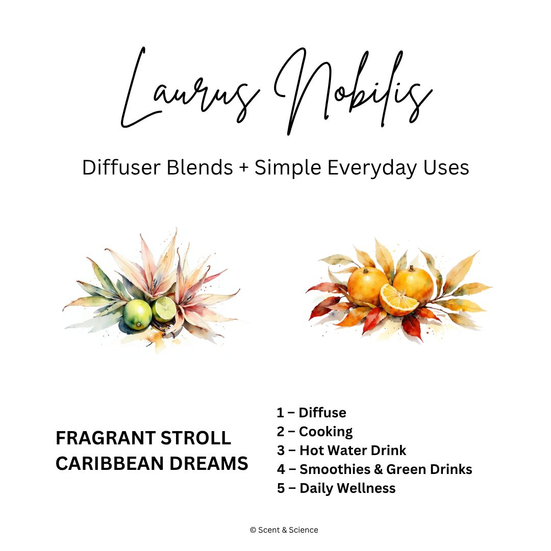 Essential Scent Diffuser Postcard Featuring Laurus Nobilis