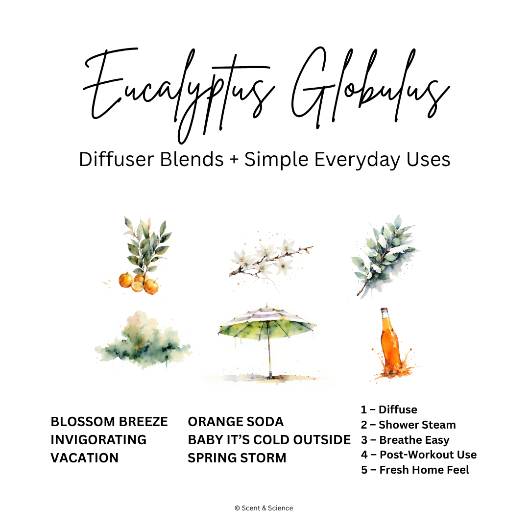 Essential Scent Diffuser Postcard Featuring Eucalyptus Globulus