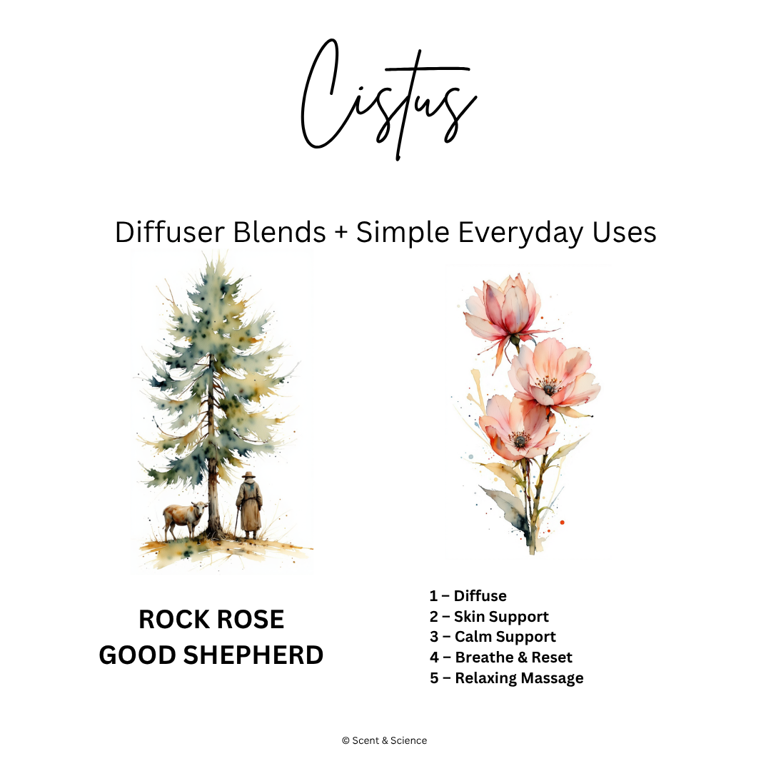 Essential Scent Diffuser Postcard Featuring Cistus