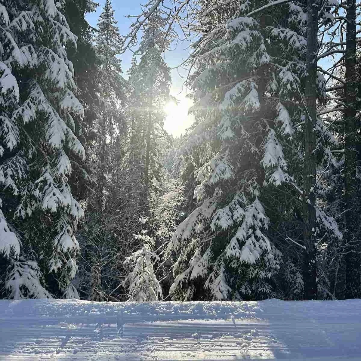 Skiing brings you to the fantastic norwegian forest
