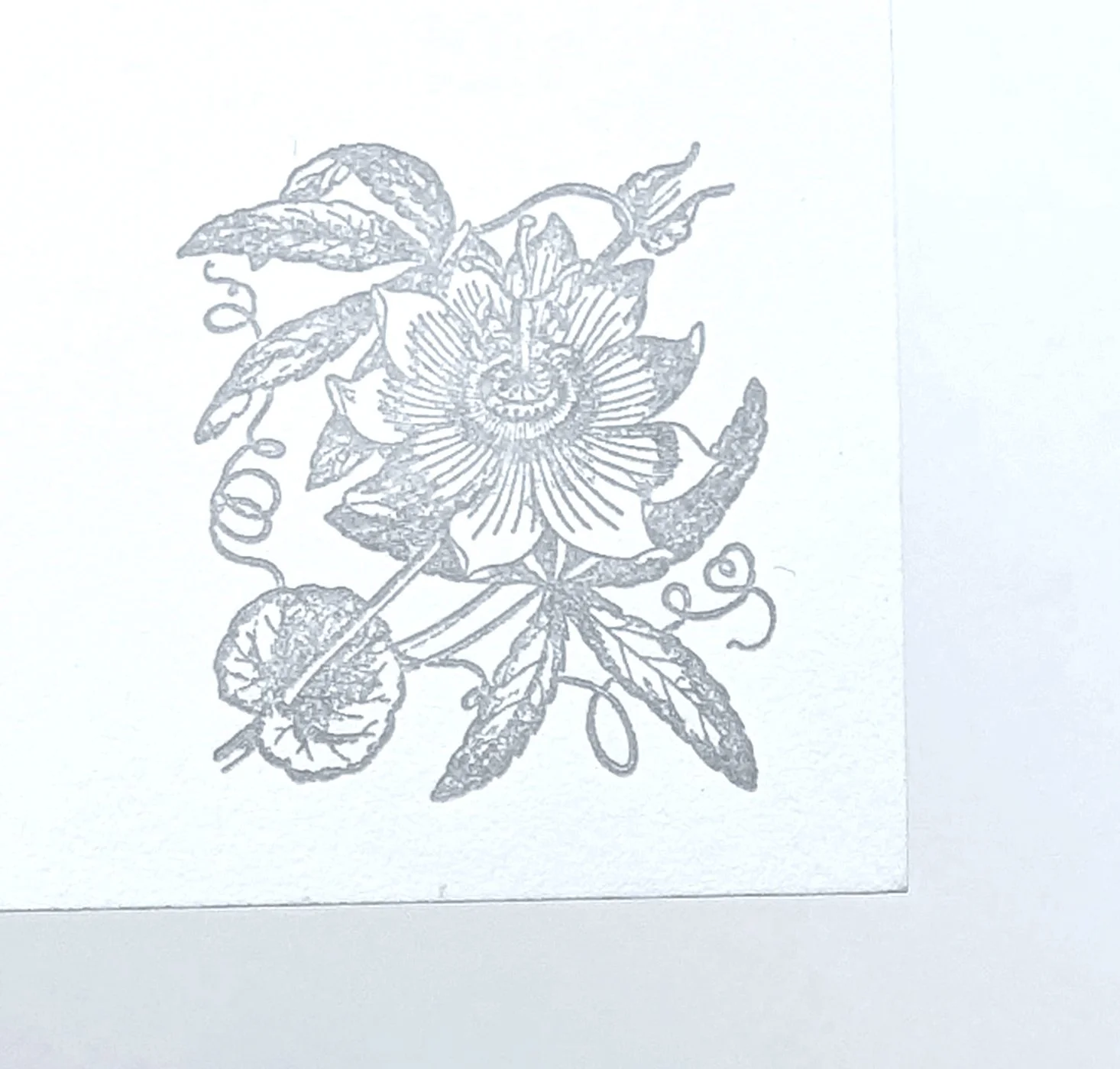 Passionflower or Maypop, Letterpress Printed Note Cards, Set of 10