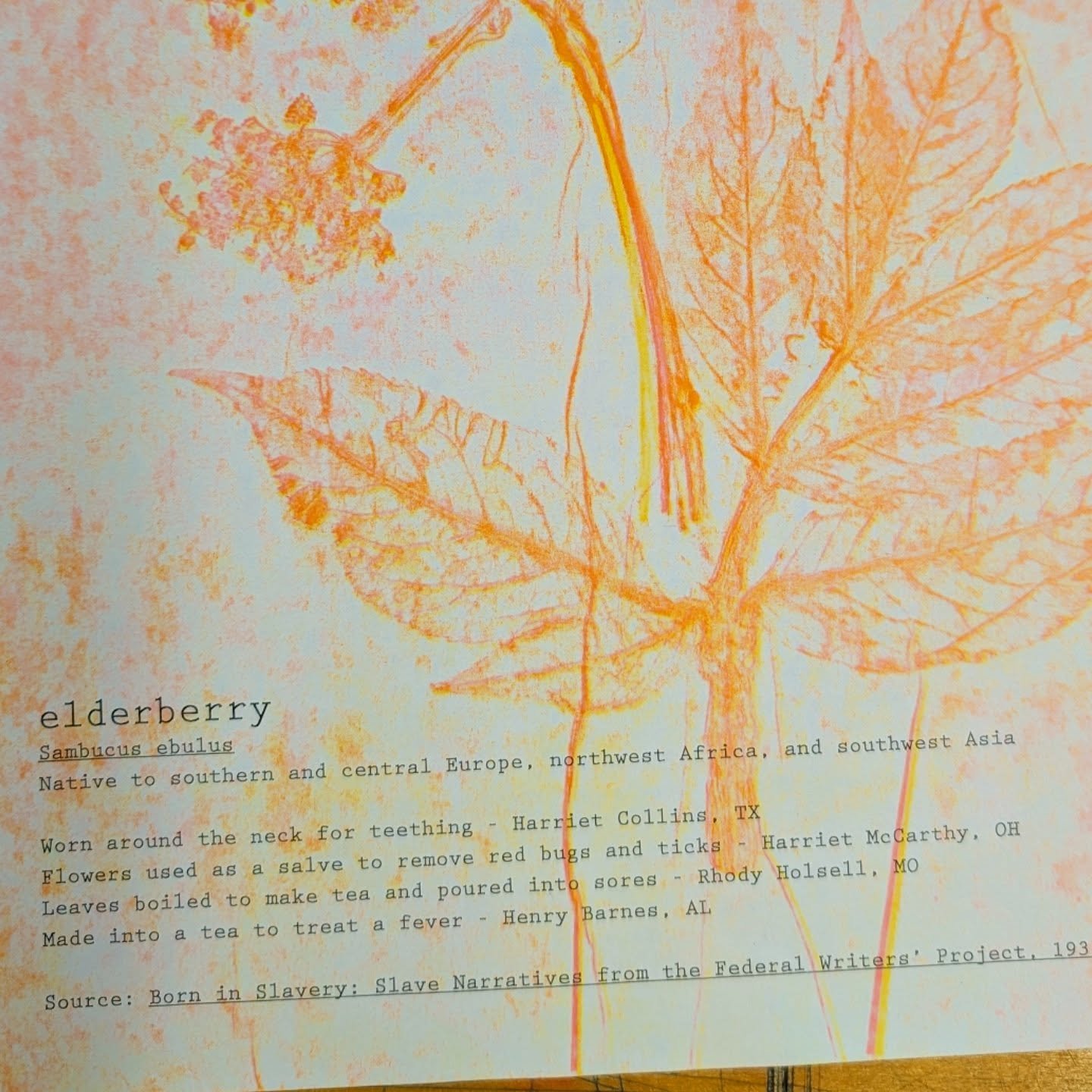 Happy Juneteenth from @commonpress. So excited to organize this open studio session last week where anyone could come in and print pressure prints of leaves collected from @upennbiopond from species used by enslaved people for medicinal purposes.