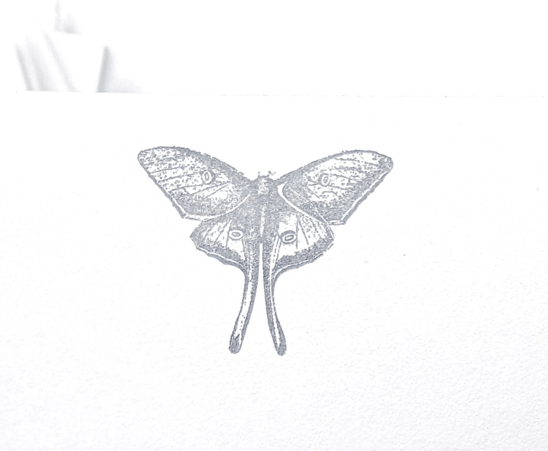Luna moth, Letterpress Printed Note Cards, Set of 10