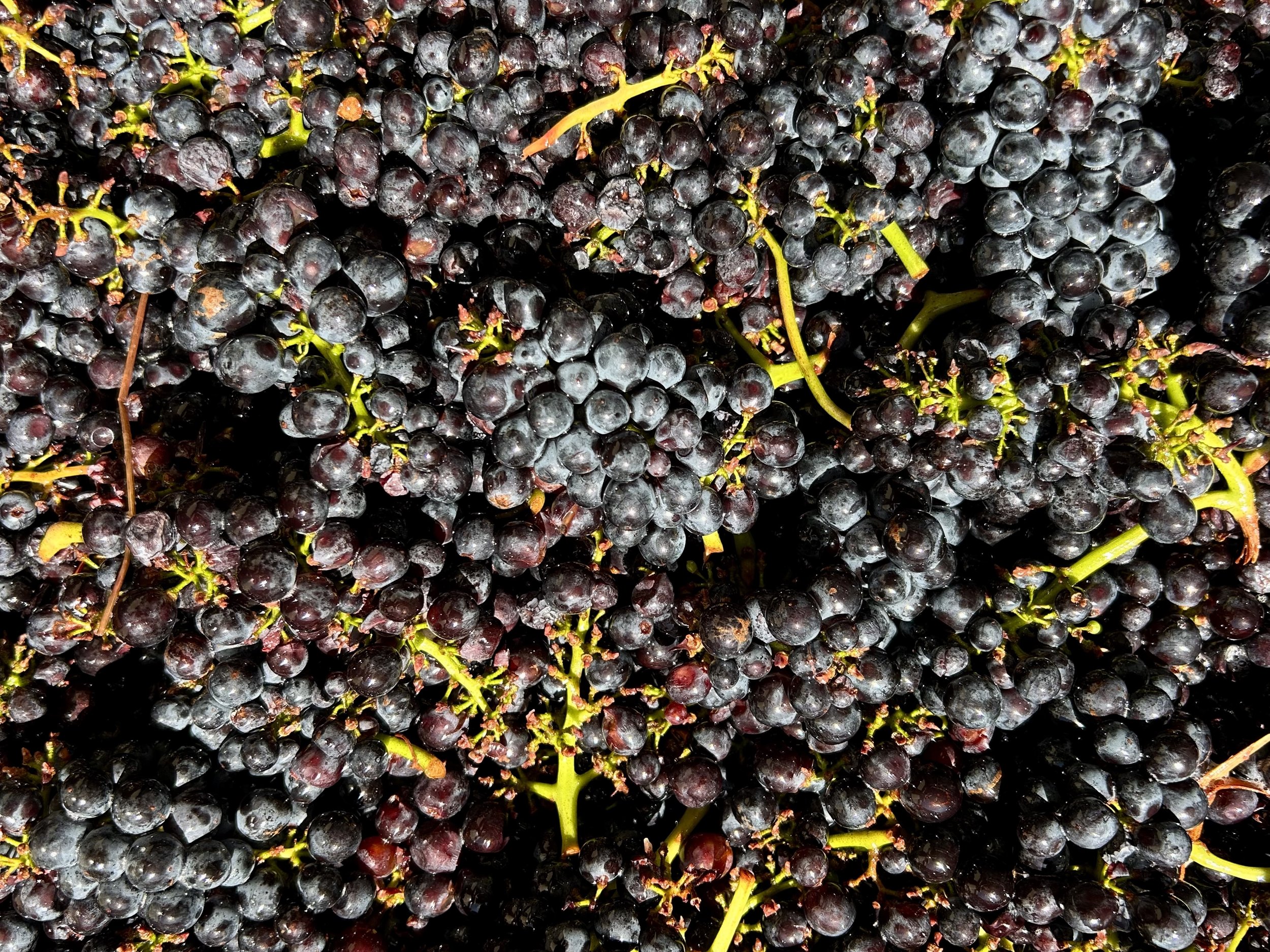 Blind Date with a Bottle