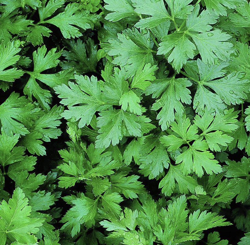 Italian flat parsley