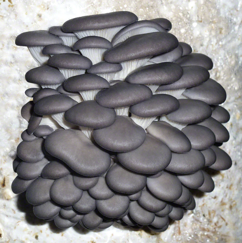 'Blue Oyster' Mushroom Indoor Kit